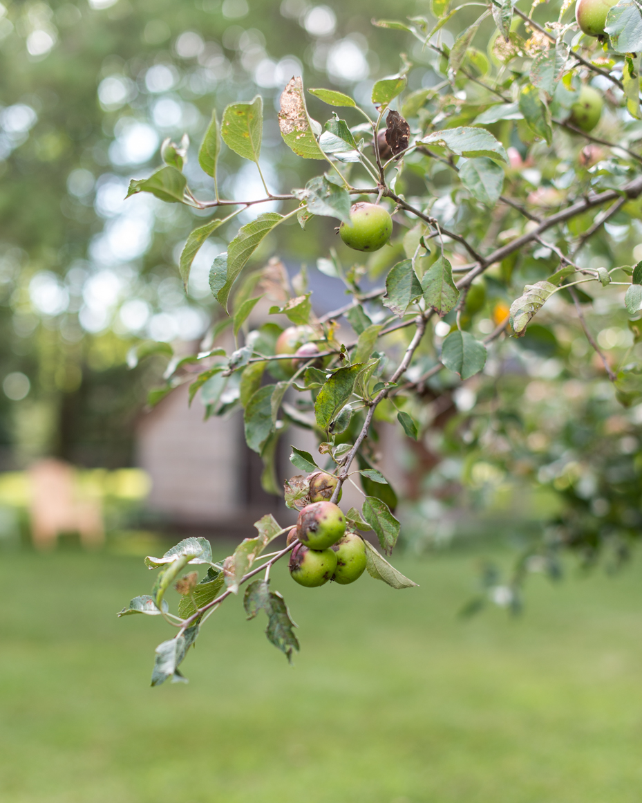 green-apples-on-branch-with-bokeh-background-orchard-detail-artist-reference-photo