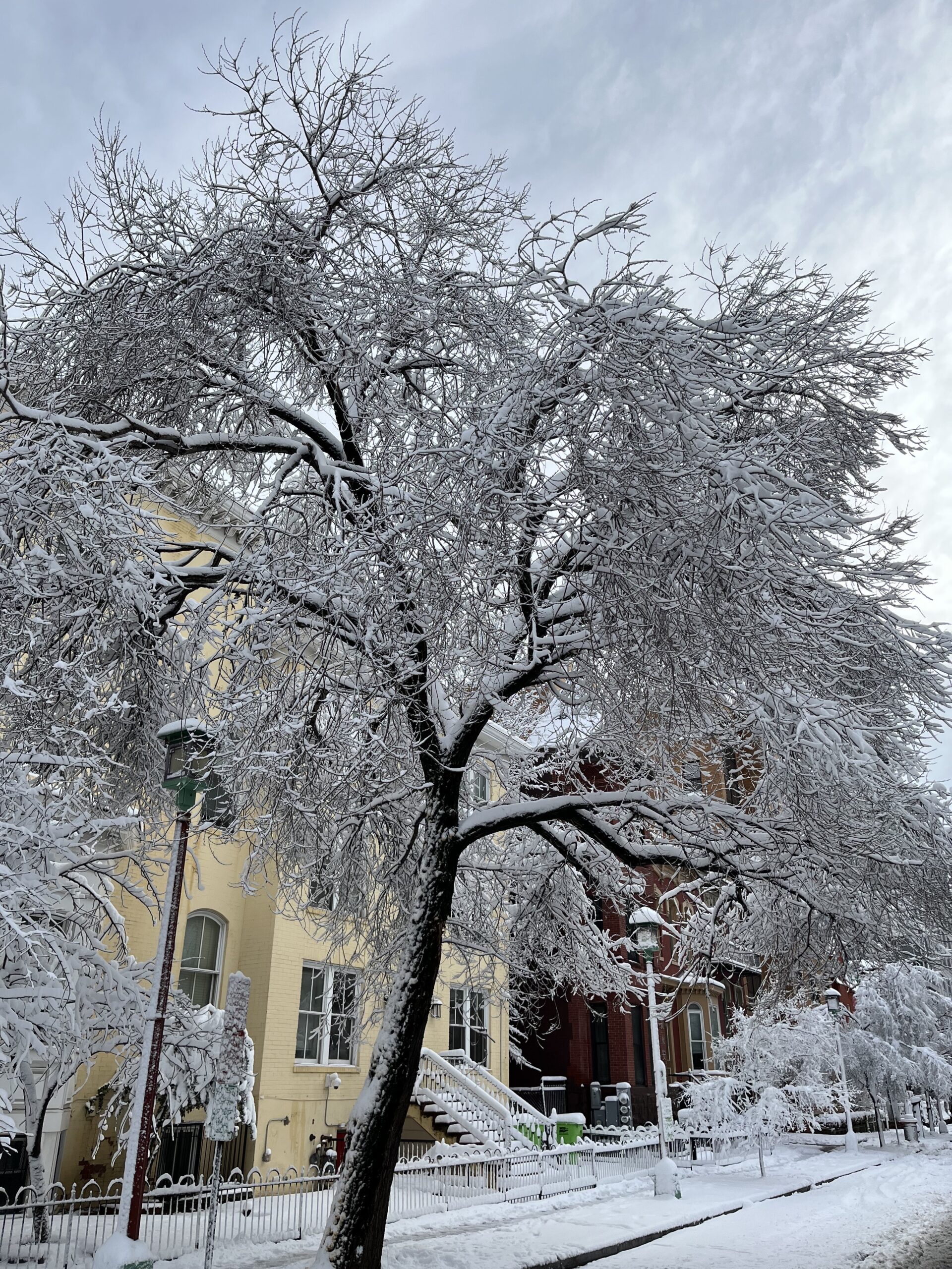 trees-in-the-snow-snowy-landscape-2