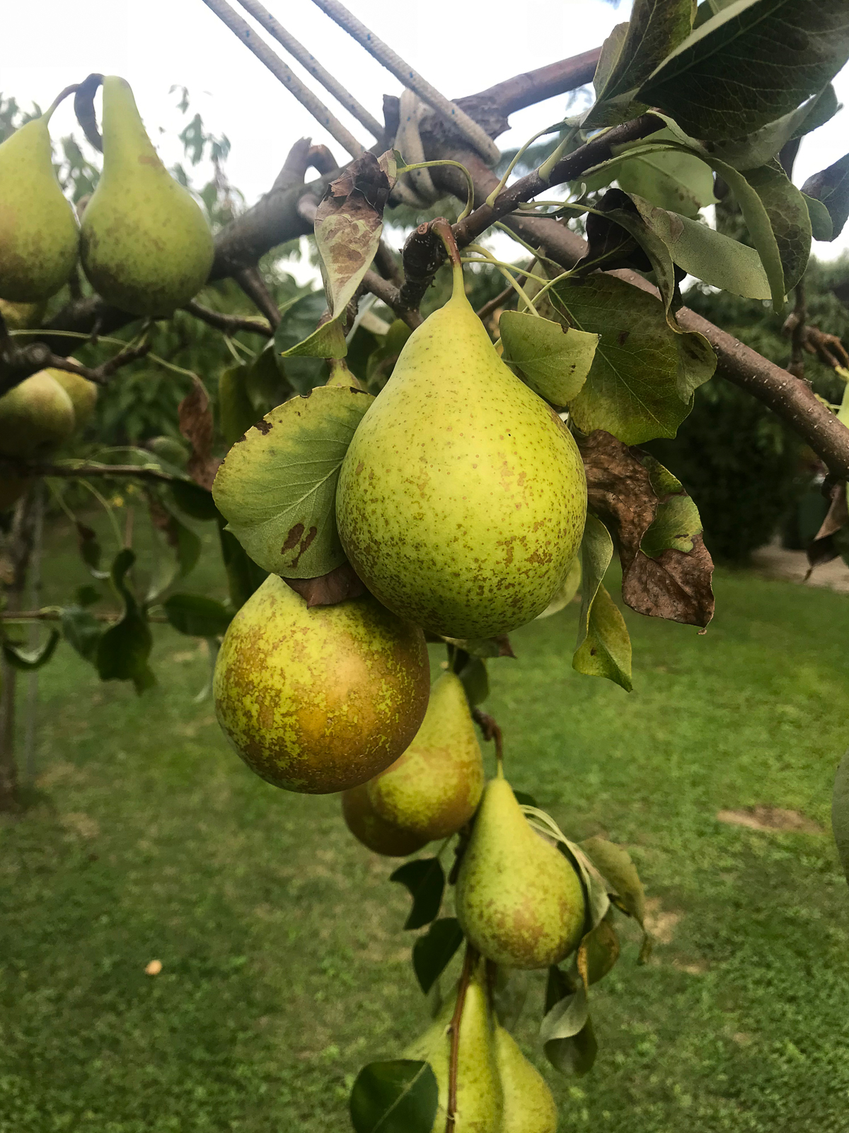 italy-tuscany-barga-pear-tree-pears-2