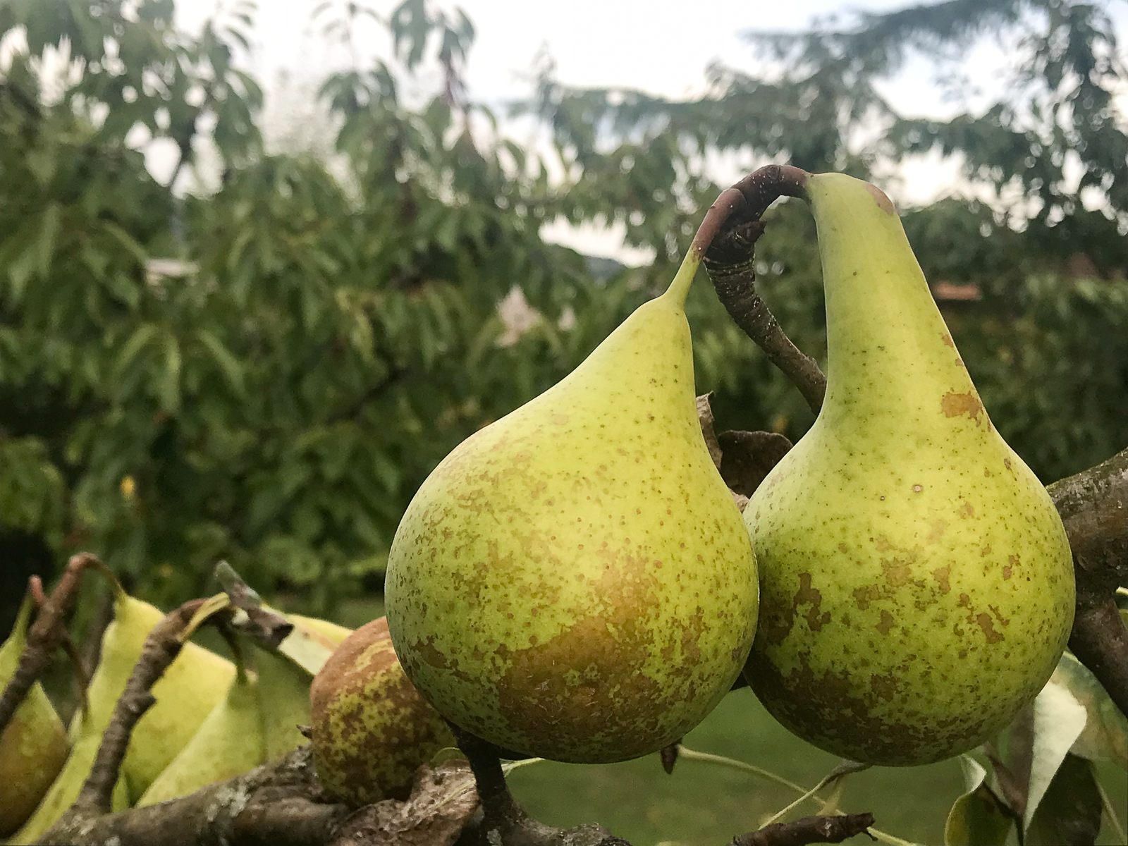 italy-tuscany-barga-pear-tree-pears