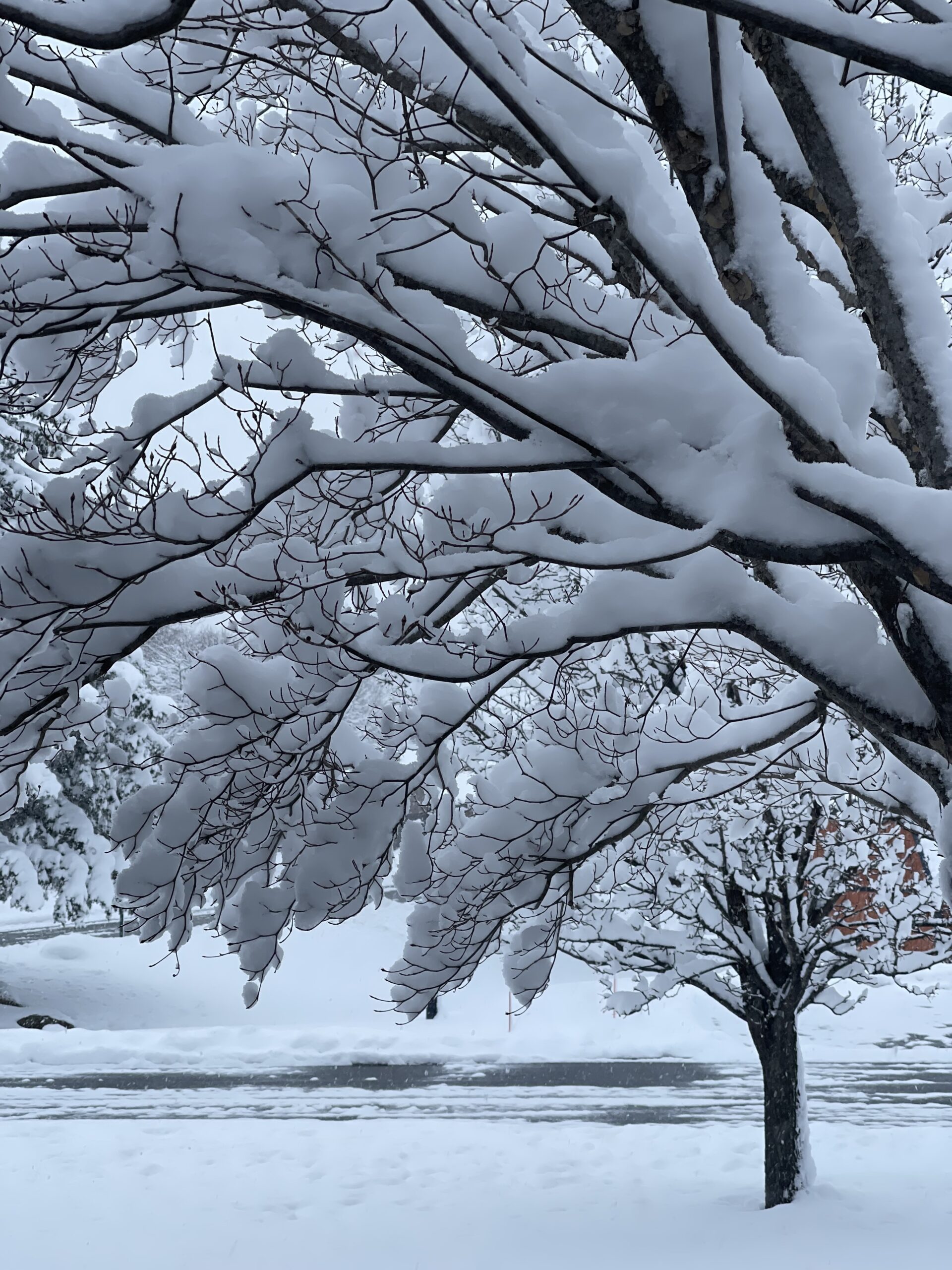 trees-in-the-snow-snowy-landscape