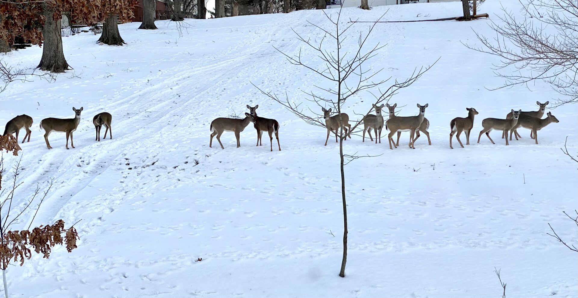 deer-in-the-snow-snowy-landscape