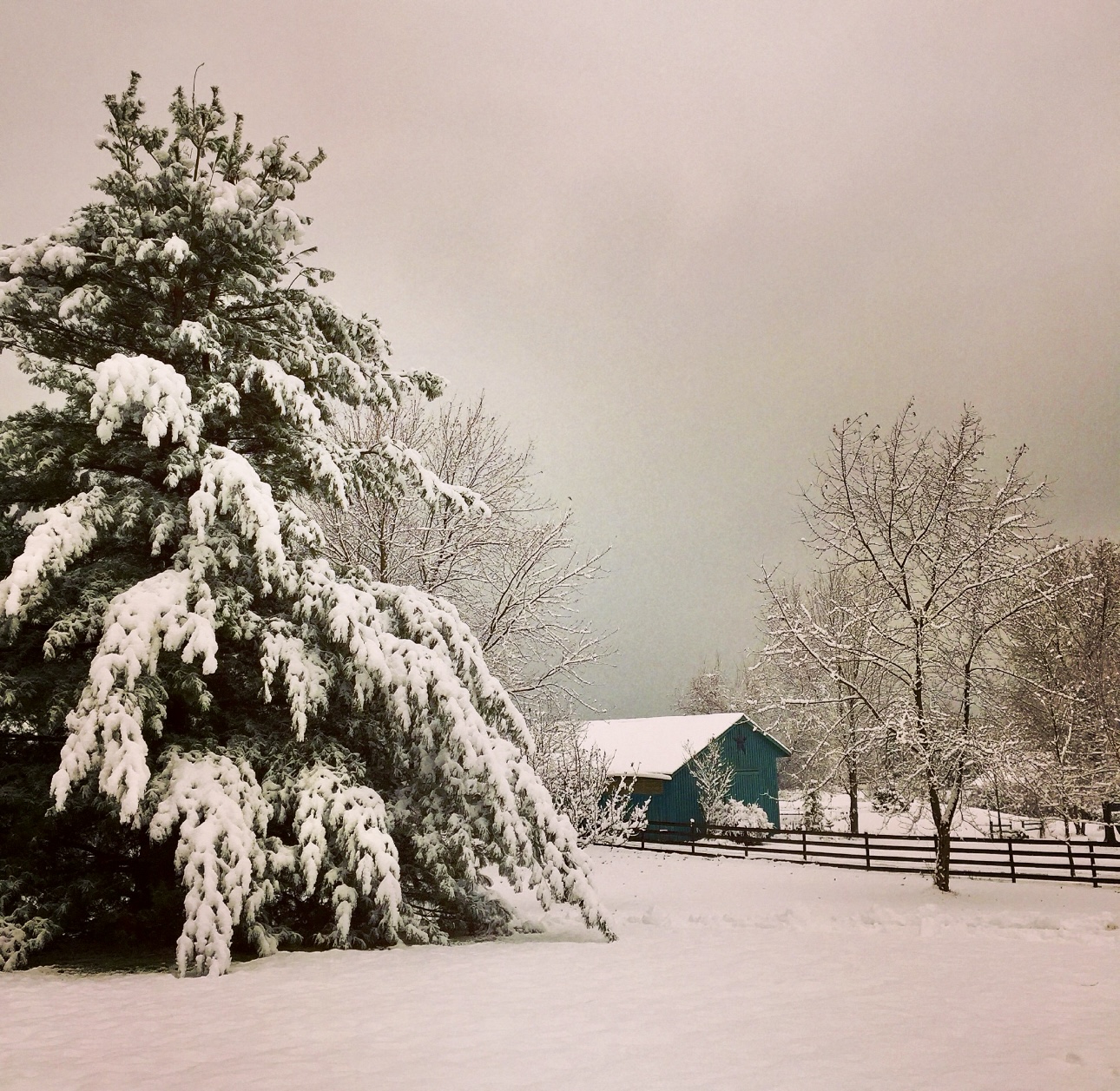 wintry-landscape-snow-pine-green-shed