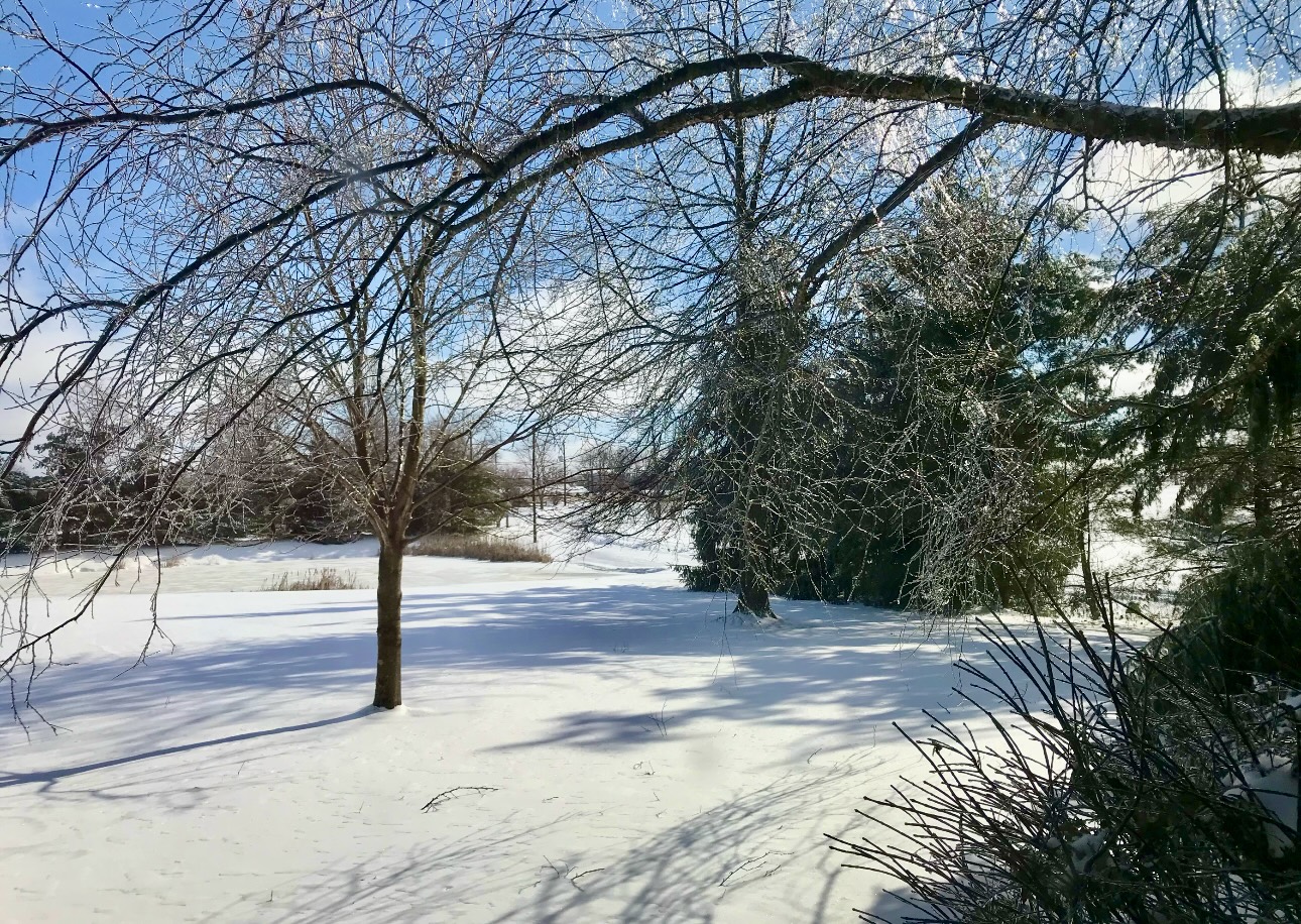 wintry-landscape-snow-tree-shadows