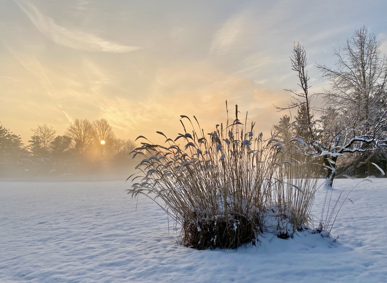 wintry-landscape-snow-grasses-sunlight