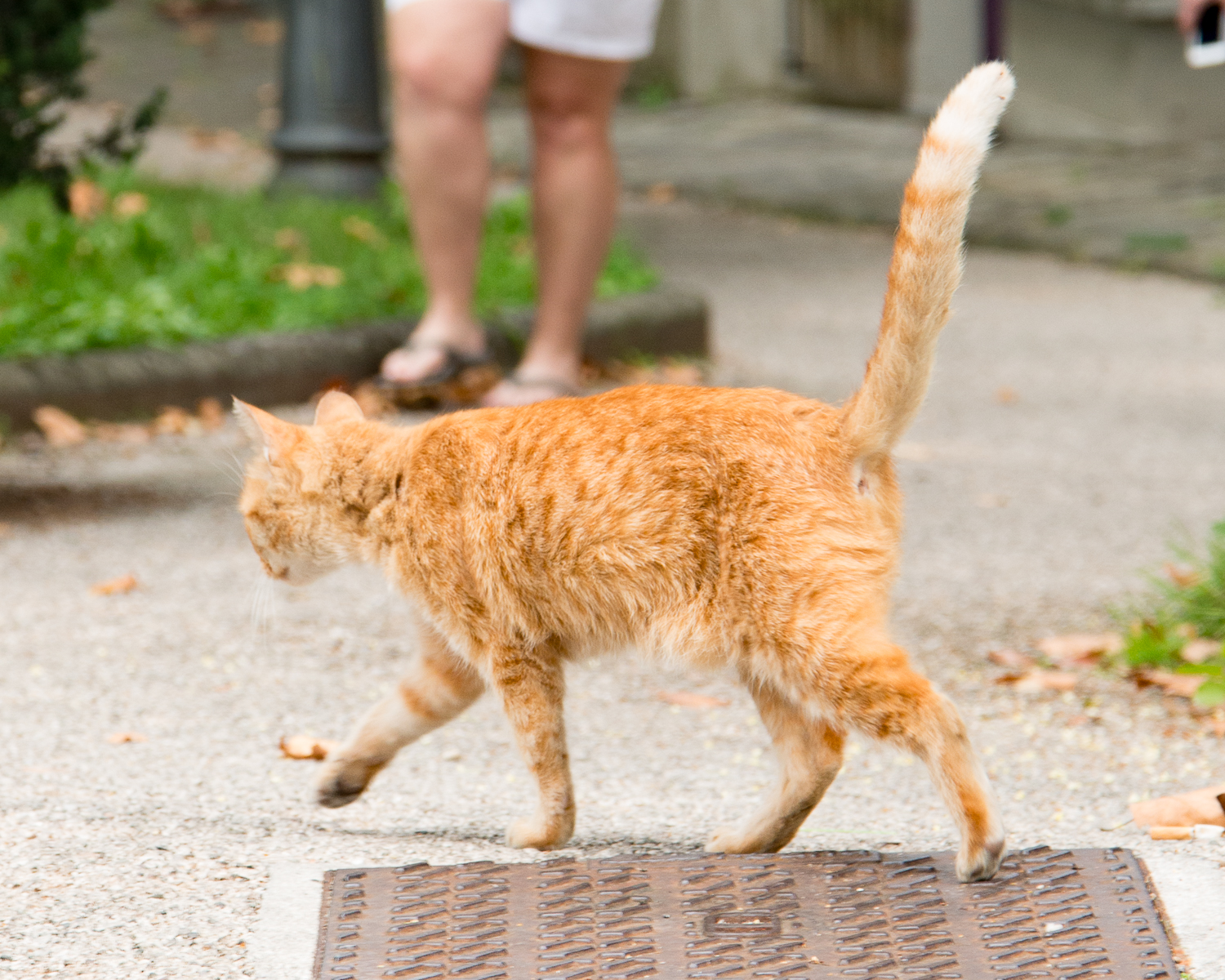 italy-tuscany-barga-town-orange-tabby-cat