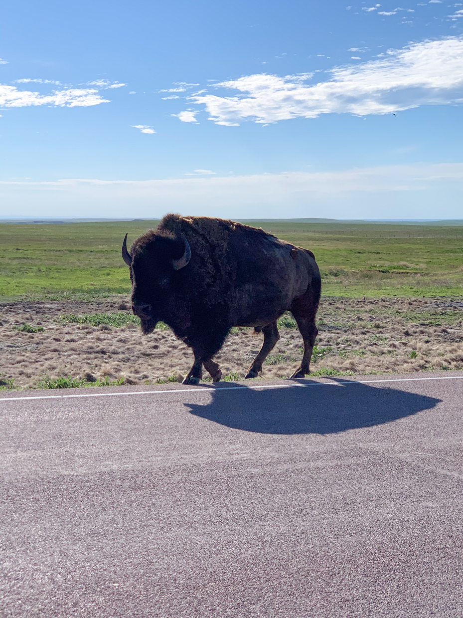 majestic-american-bison-crossing-the-open-plains-wildlife-photography-in-natural-habitat