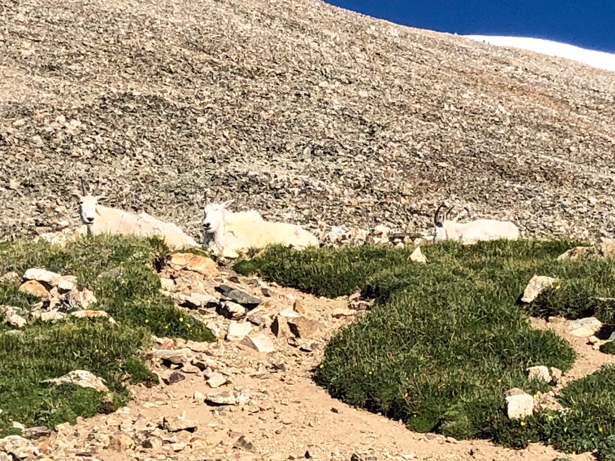 mountain-goats-resting-on-rocky-alpine-slope-in-high-altitude-terrain