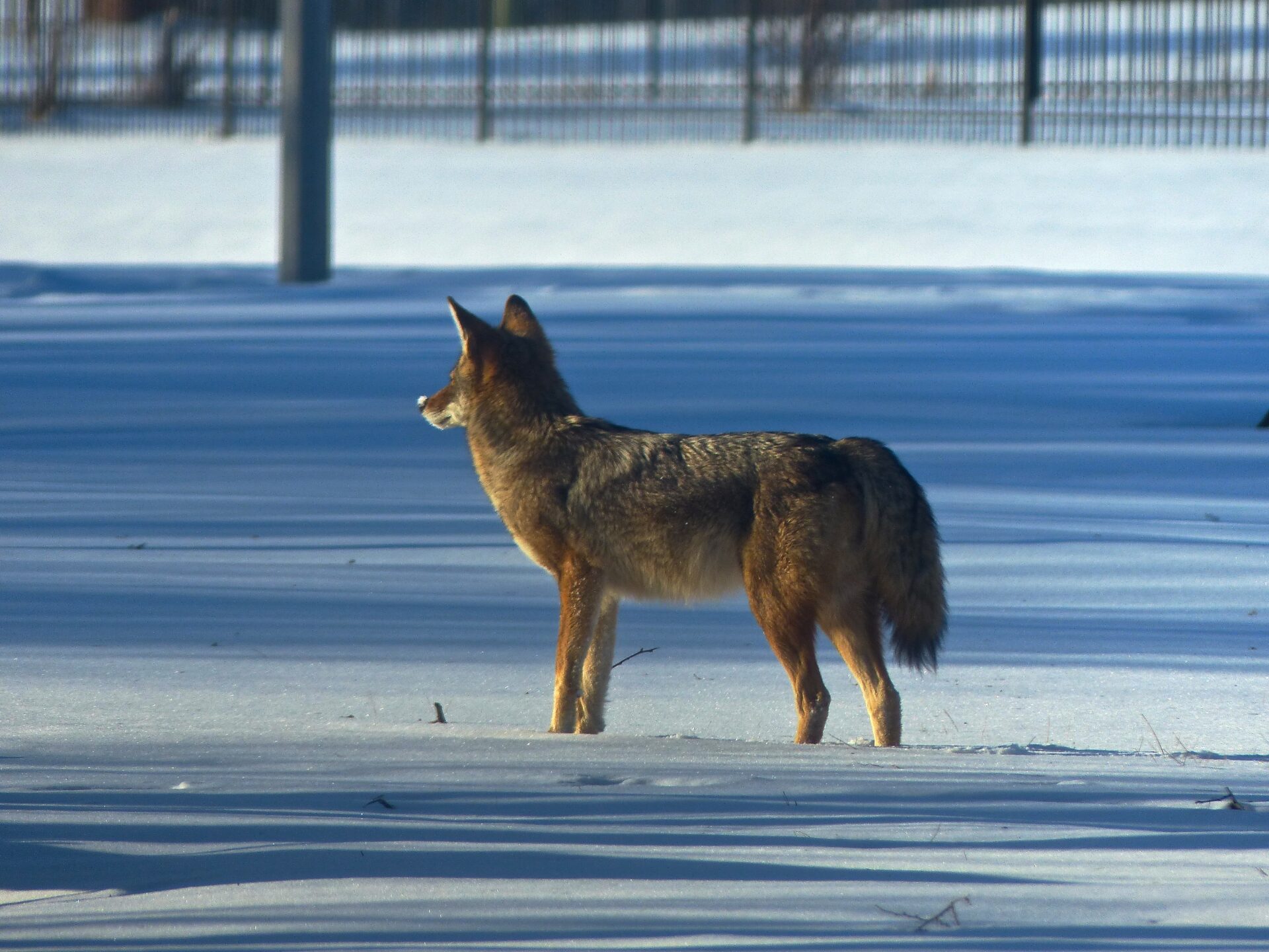 fox-in-the-snow-snowy-landscape