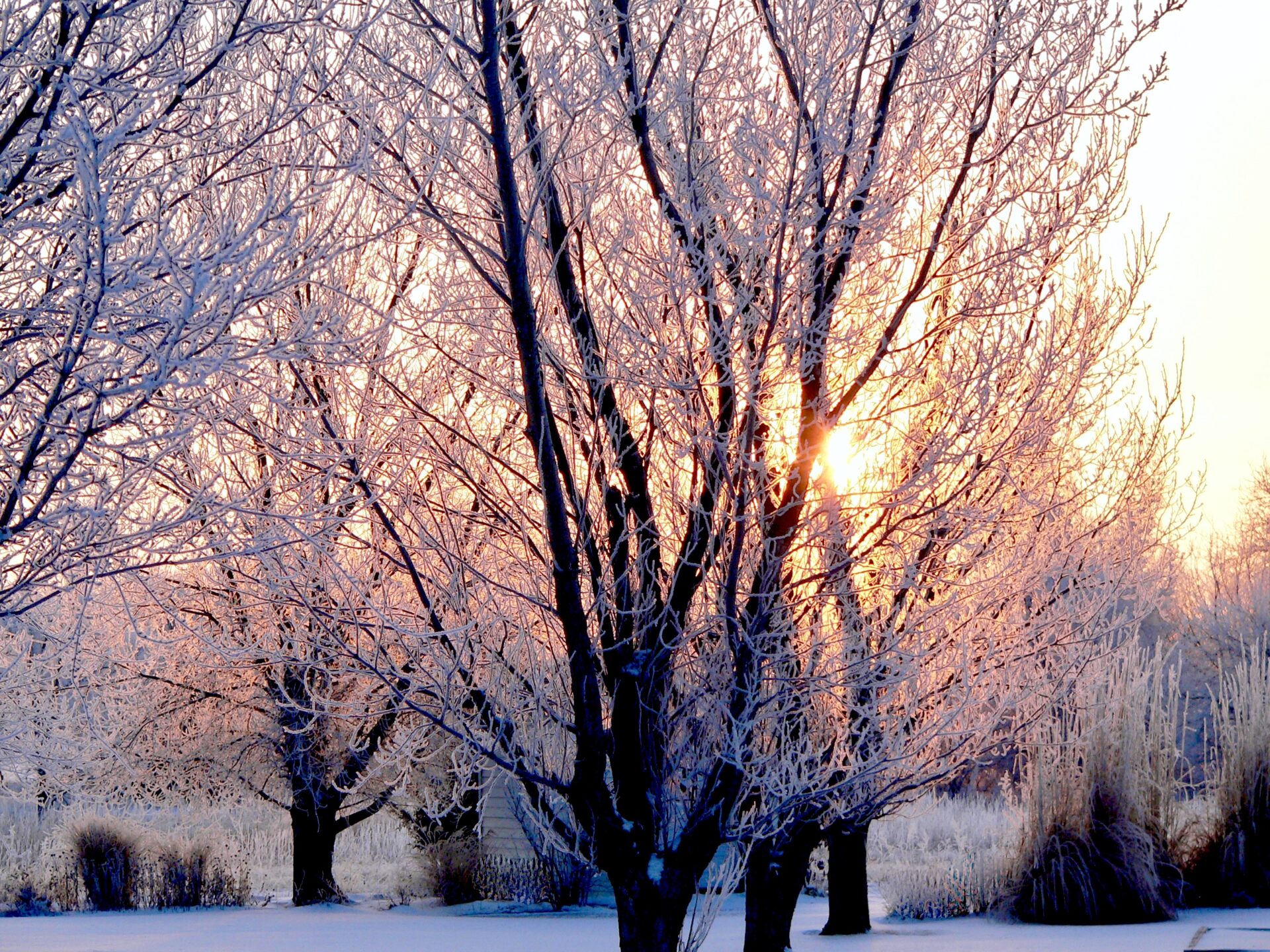 trees-in-the-snow-snowy-landscape-4