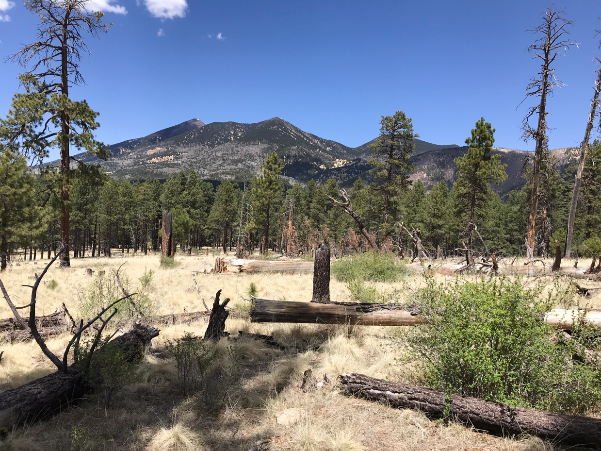 pine-forest-with-mountain-view-and-fallen-trees-under-clear-blue-sky