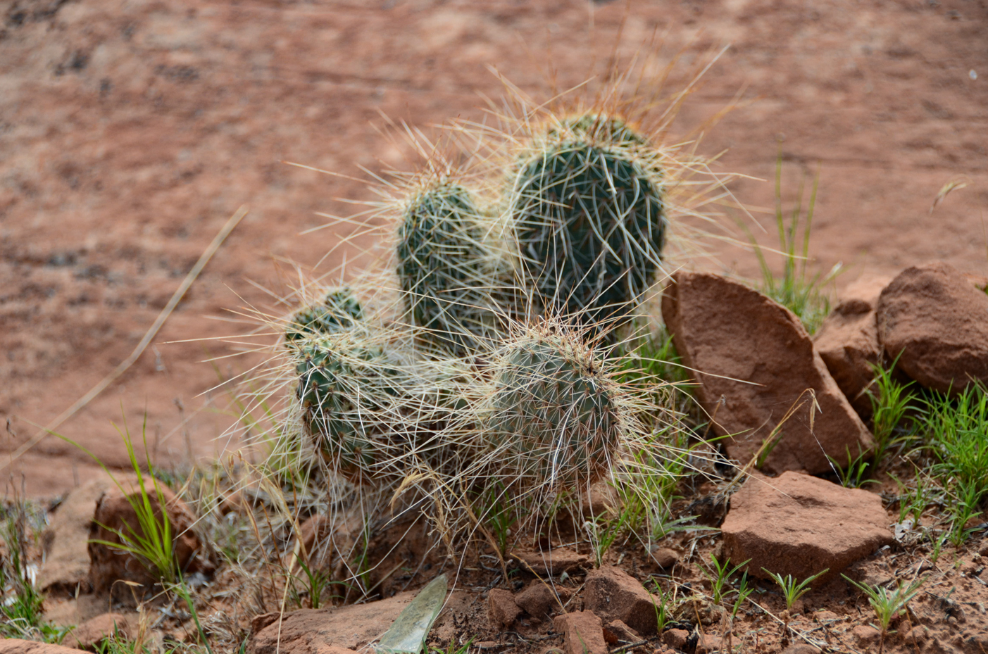 prickly-pear-cactus-in-southwest-desert-landscape-resilient-flora-among-red-rocks