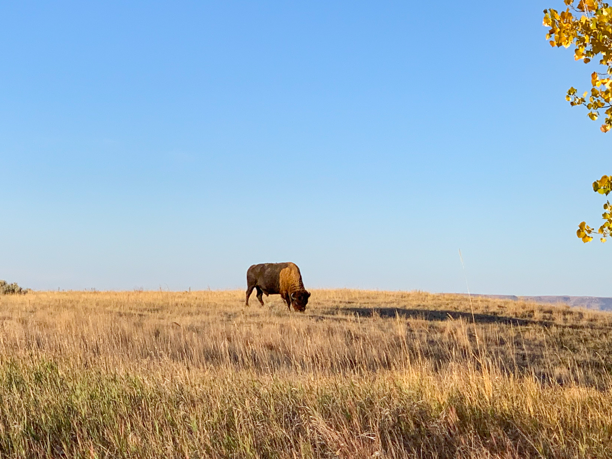 solitary-bison-on-sun-drenched-prairie-western-landscape-artist-reference