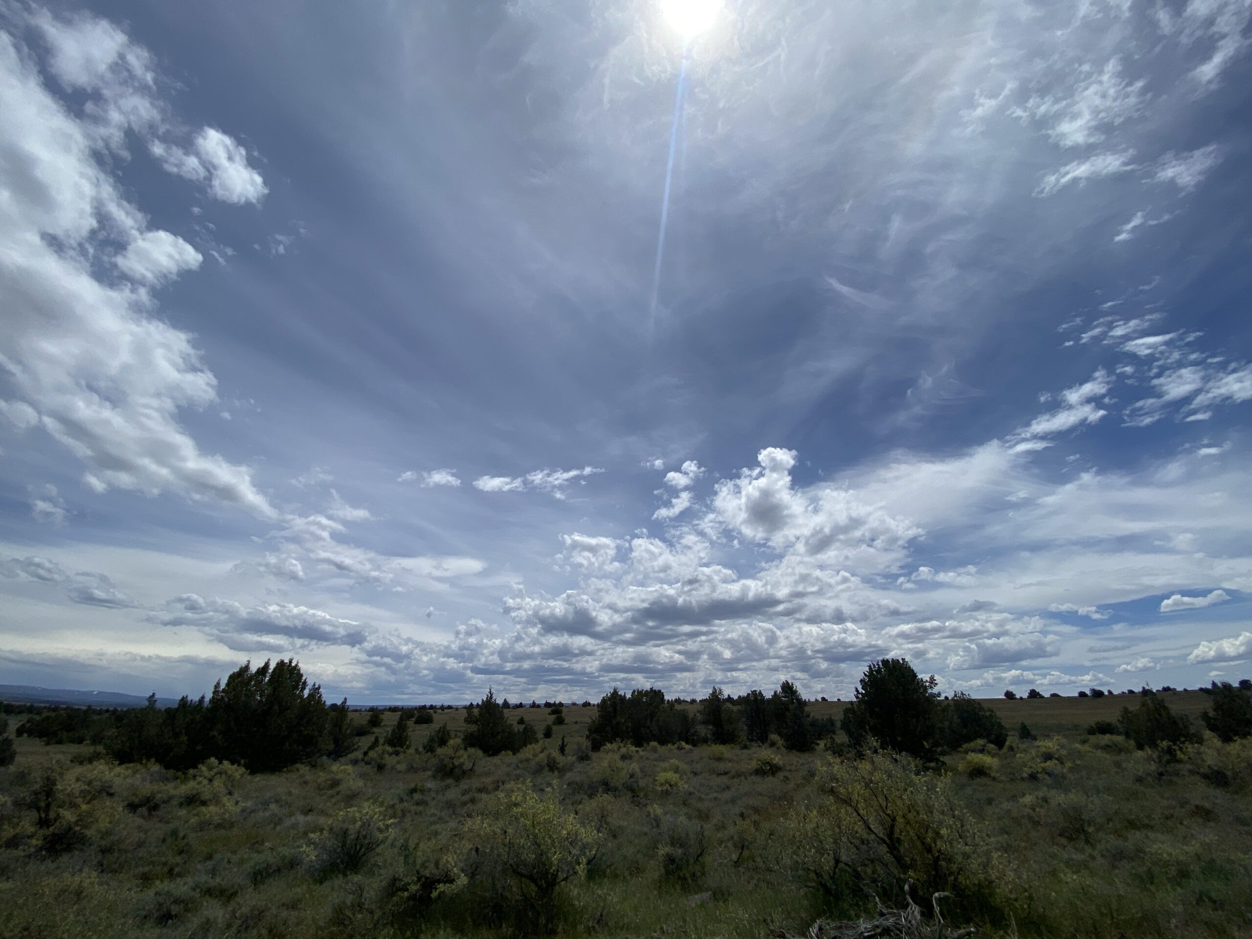 Sunlit Prairie with Expansive Cloudy Sky and Wild Vegetation artist reference photo