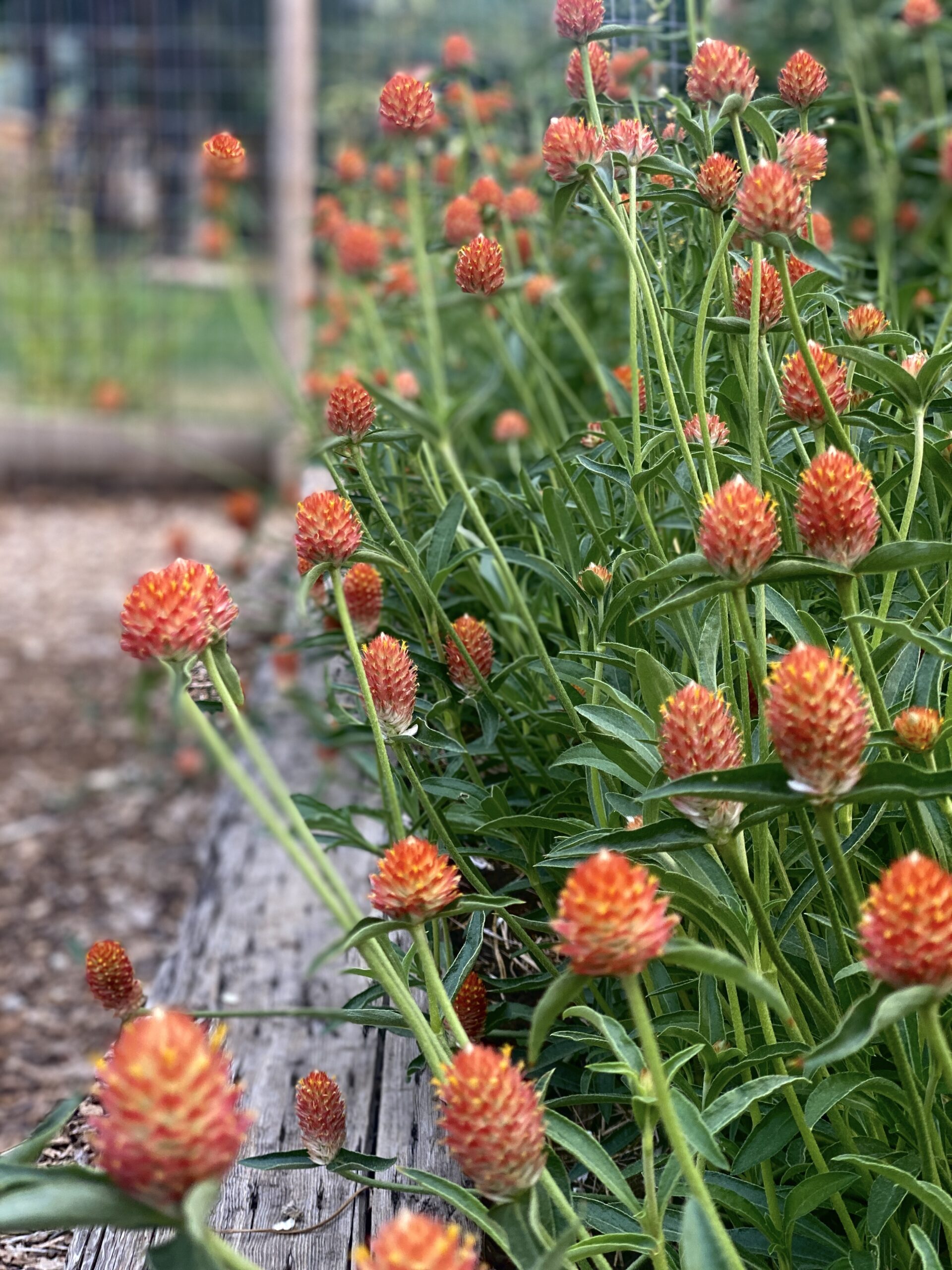 Vibrant Orange Globe Amaranth Flowers in Garden Bed artist reference photo