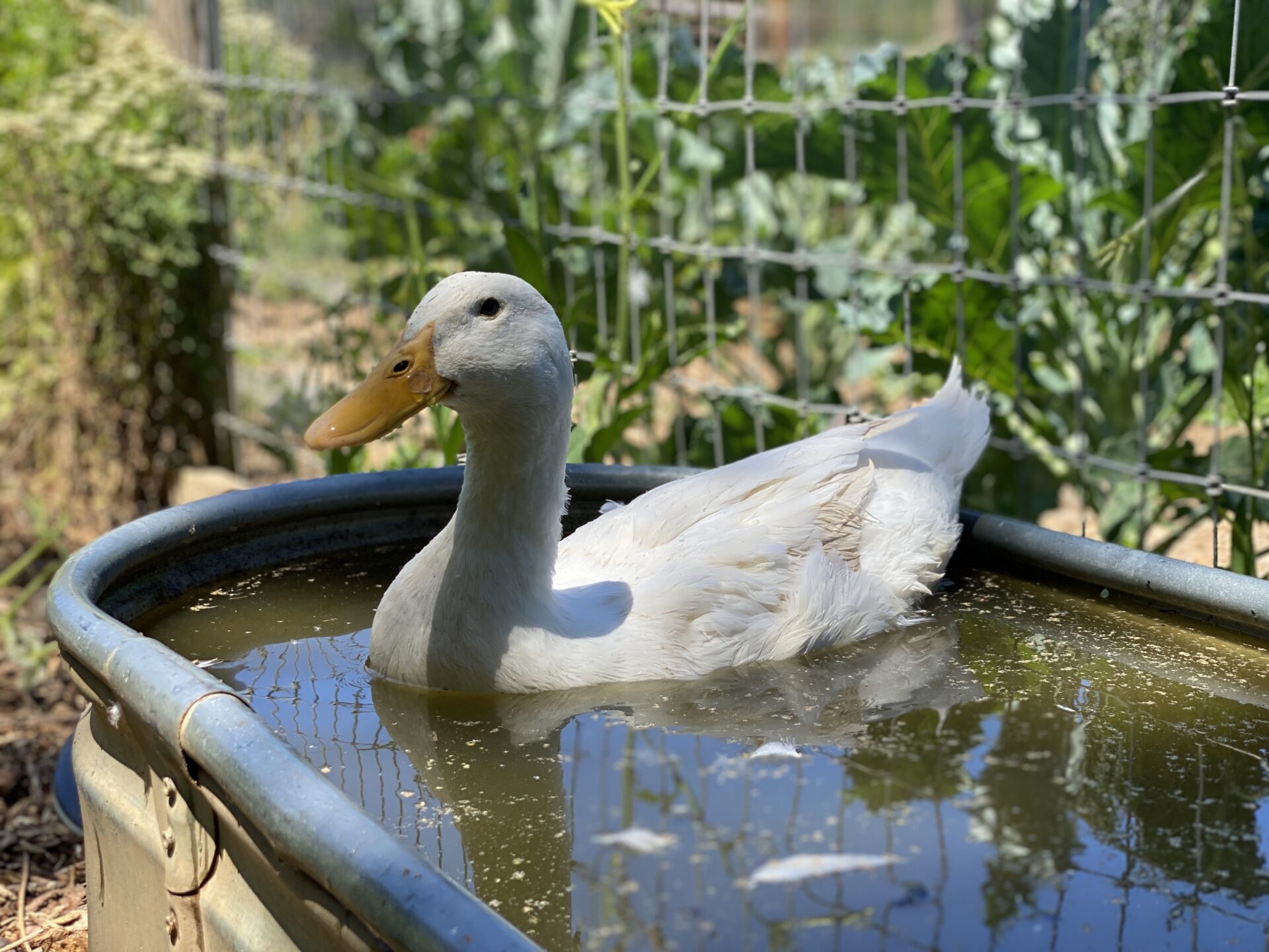 white-duck-in-water-trough