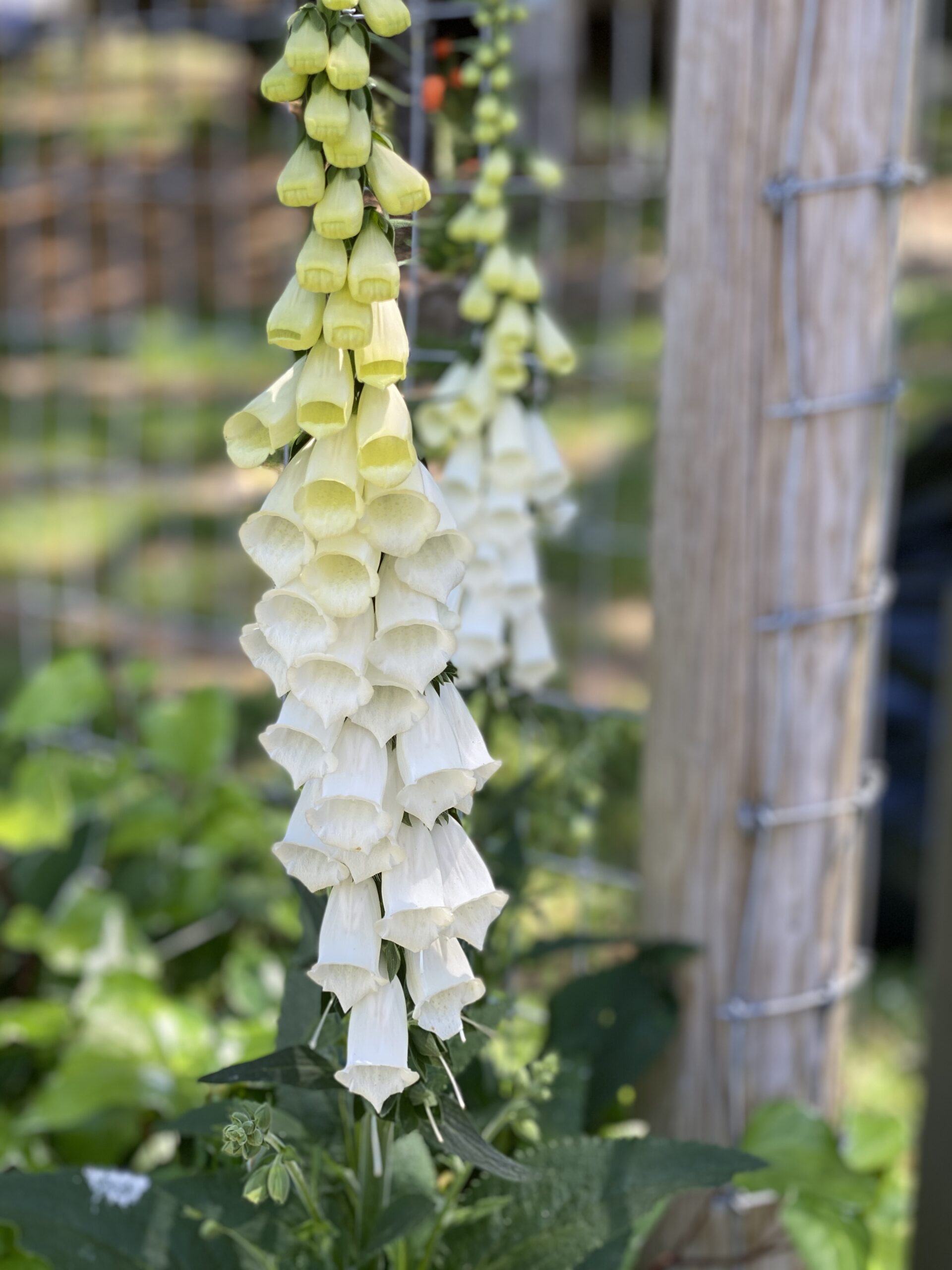 White and Pale Yellow Foxglove Flowers in a Natural Garden Setting artist reference photo
