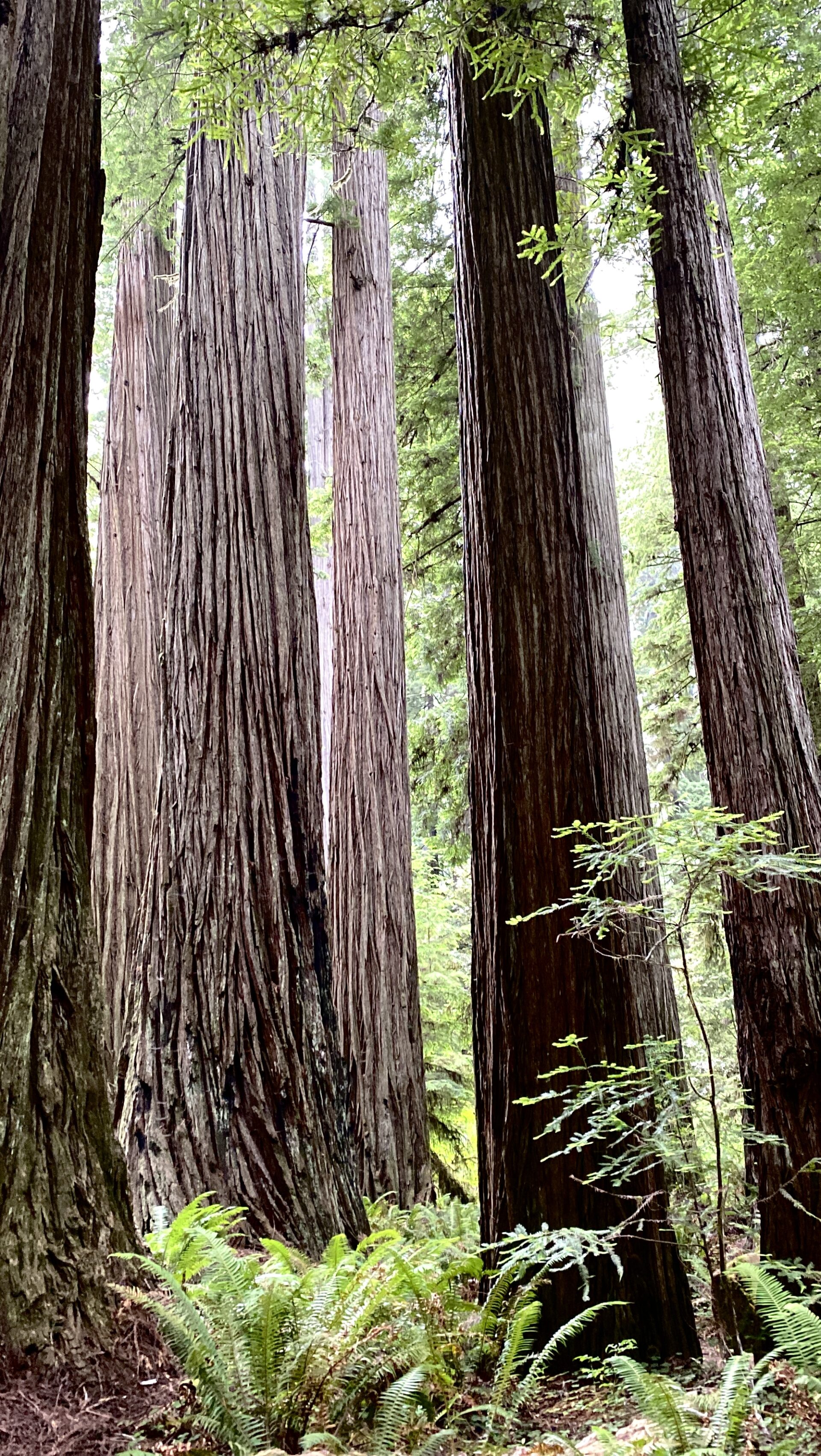 tall-redwood-trees-with-lush-green-ferns-in-forest