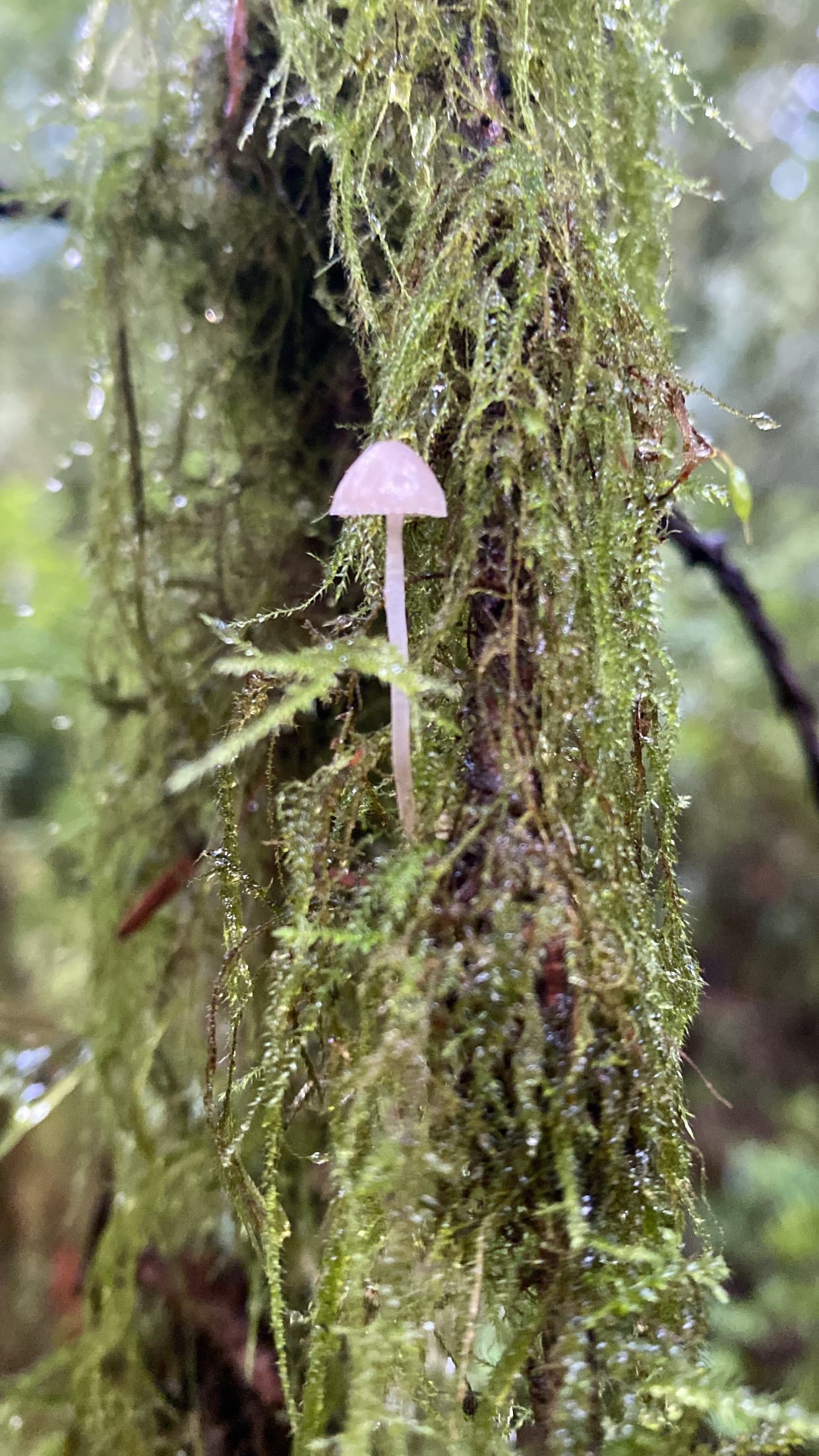 tiny-forest-mushroom-on-moss-covered-tree