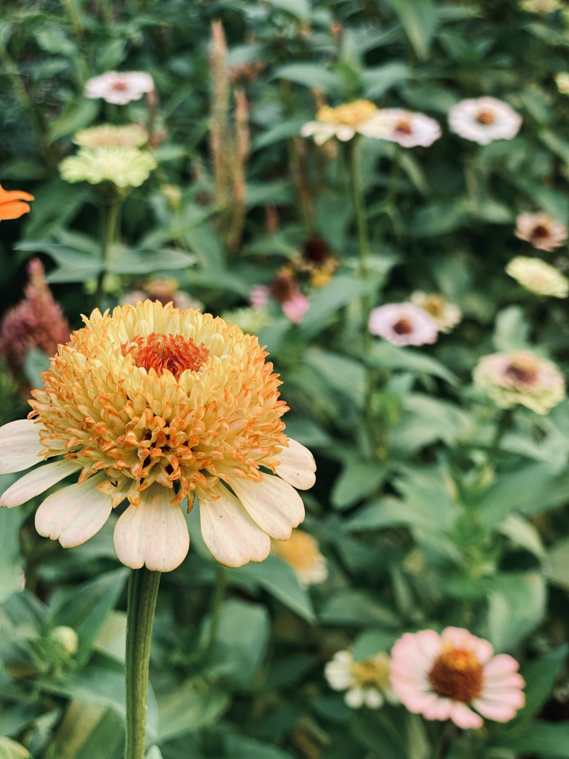 vibrant-garden-zinnias-with-closeup-of-orange-and-cream-bloom-against-green-foliage