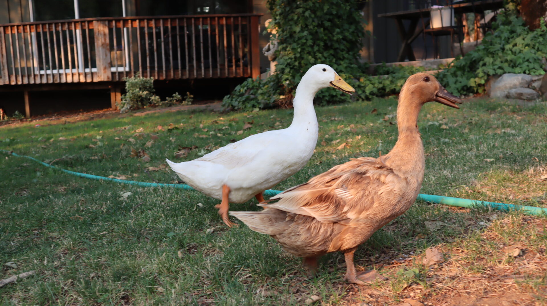 white-and-brown-ducks-walking-on-lawn-near-wooden-deck-in-backyard