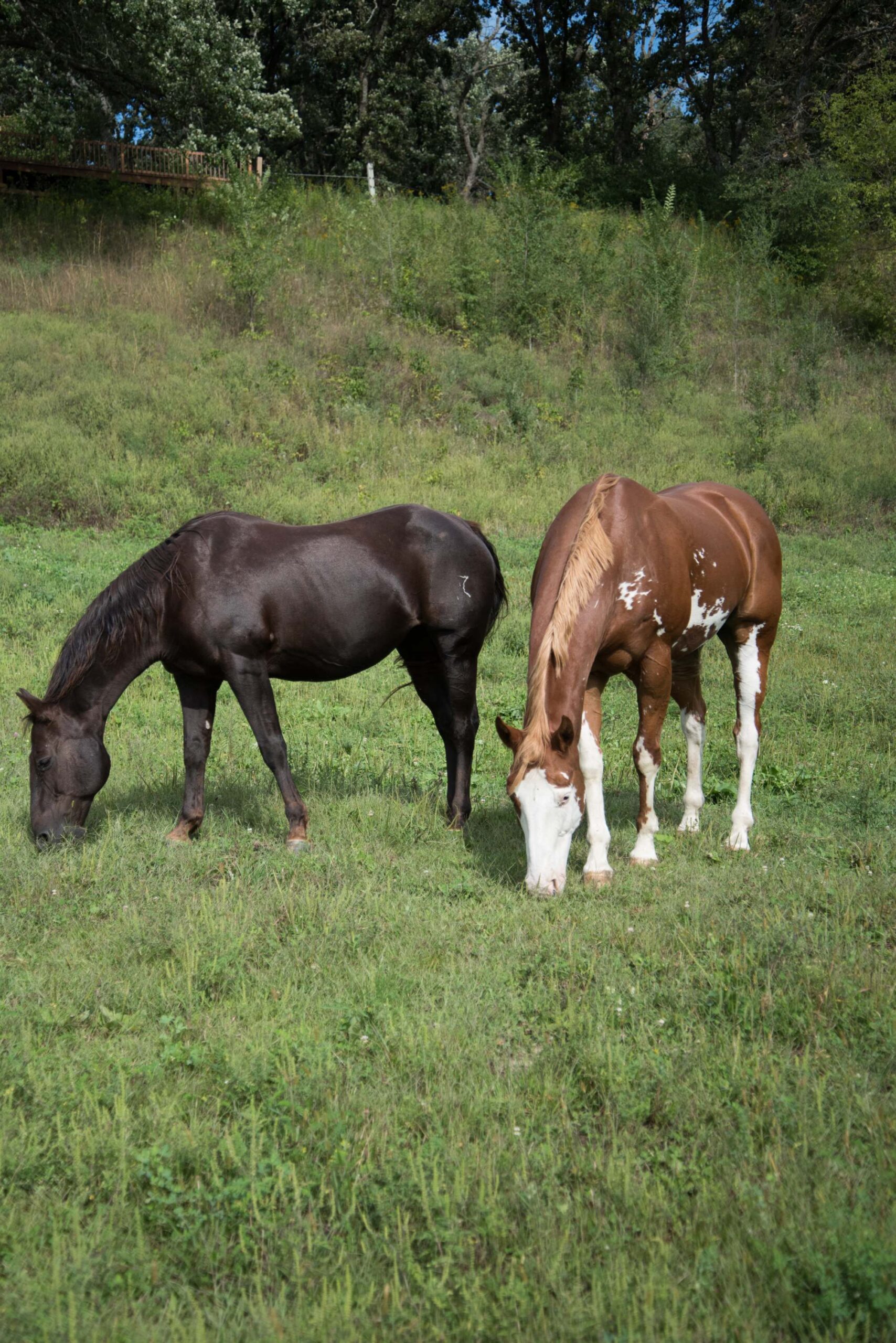 A black horse and a brown and white paint horse grazing together in a green pasture, with a backdrop of trees and a hillside artist reference photo