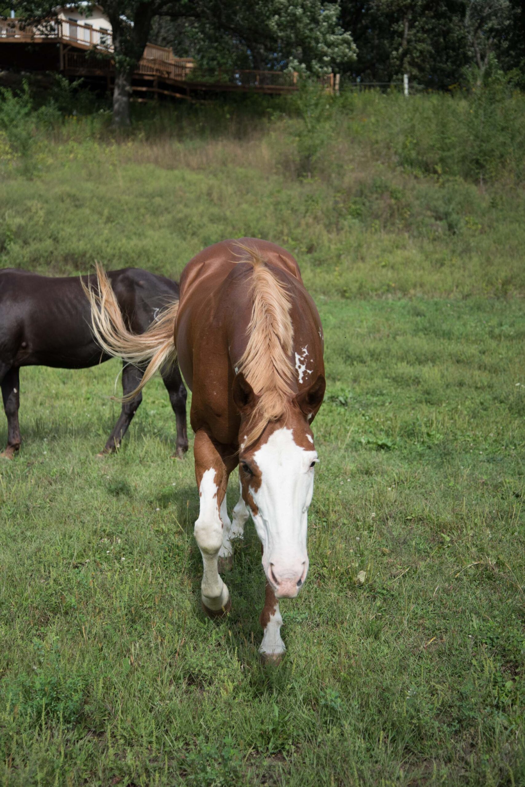 A brown and white paint horse walking forward in a grassy field, with another dark-colored horse grazing in the background, and a wooded hillside and a deck visible behind them artist reference photo
