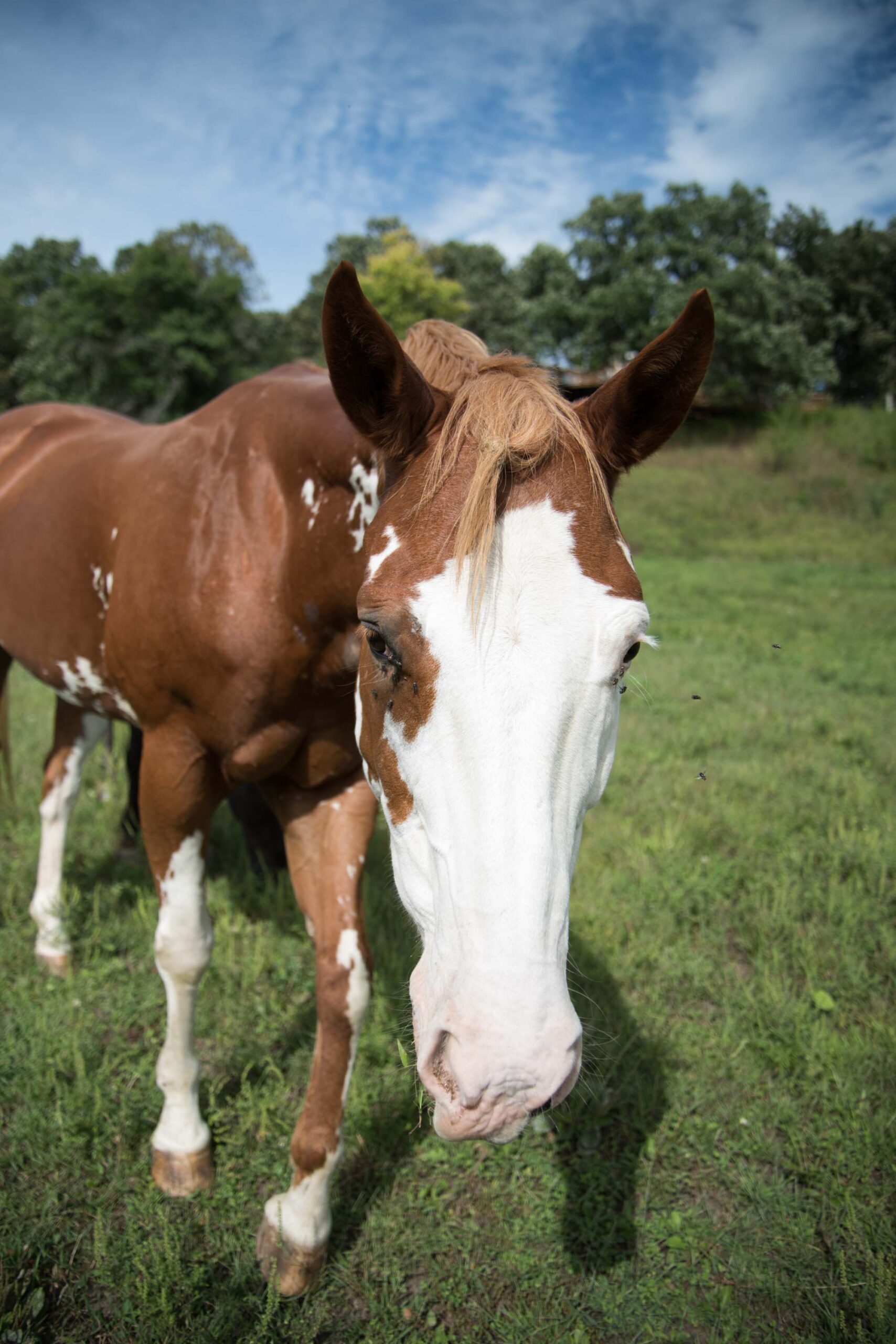A close-up of a brown and white paint horse with a distinctive white blaze on its face, standing in a grassy field artist reference photo