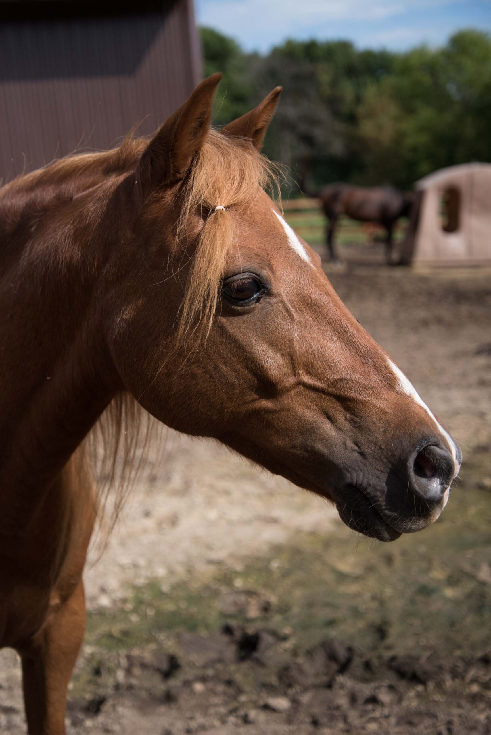 A close-up of a chestnut horse’s face reveals its expressive eyes and soft, flowing mane, gently illuminated by the sunlight. The horse’s keen ears point forward, reflecting its alert and curious nature artist reference photo