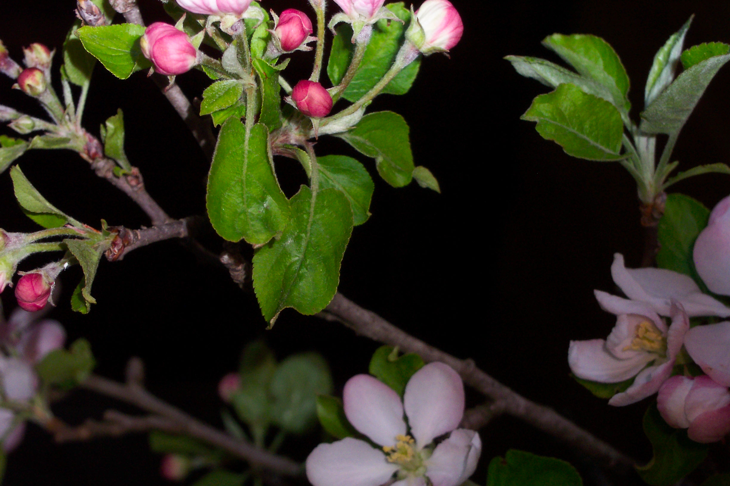 Apple Blossom Branch at Night – Pink Buds and White Flowers with Dark Background – Spring Garden Photography artist reference photo