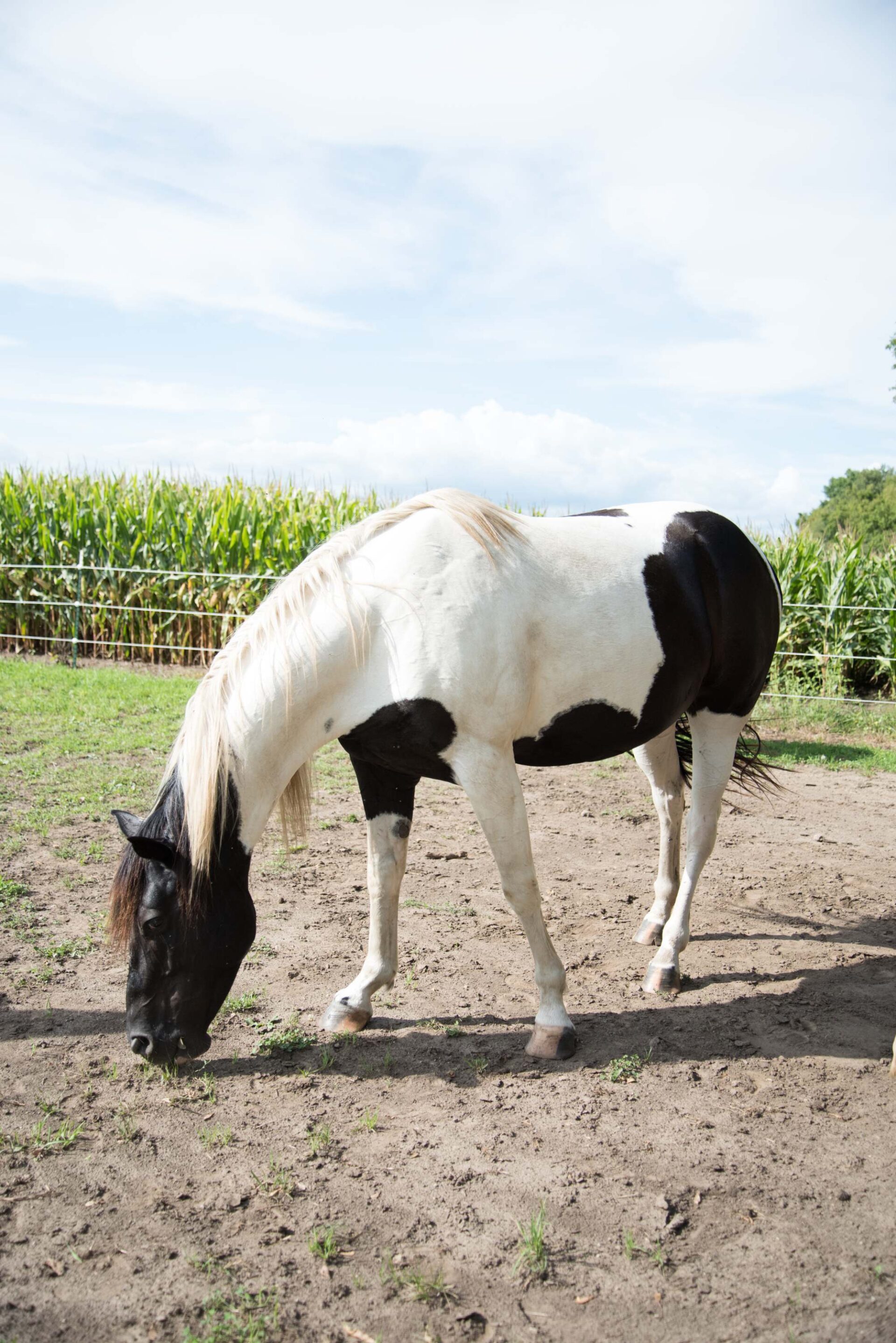 beautiful-black-and-white-horse-grazing-in-a-sunny-field