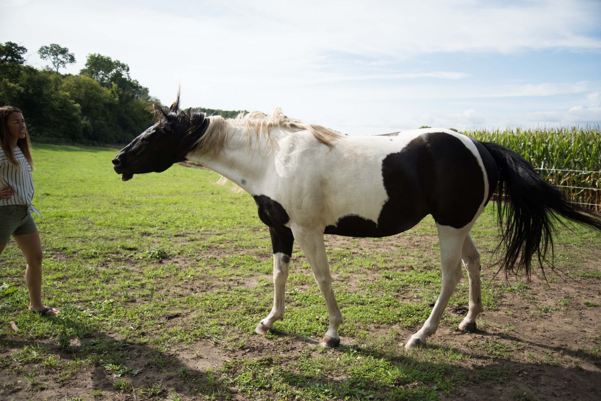 beautiful-black-and-white-horse-in-a-lush-green-pasture