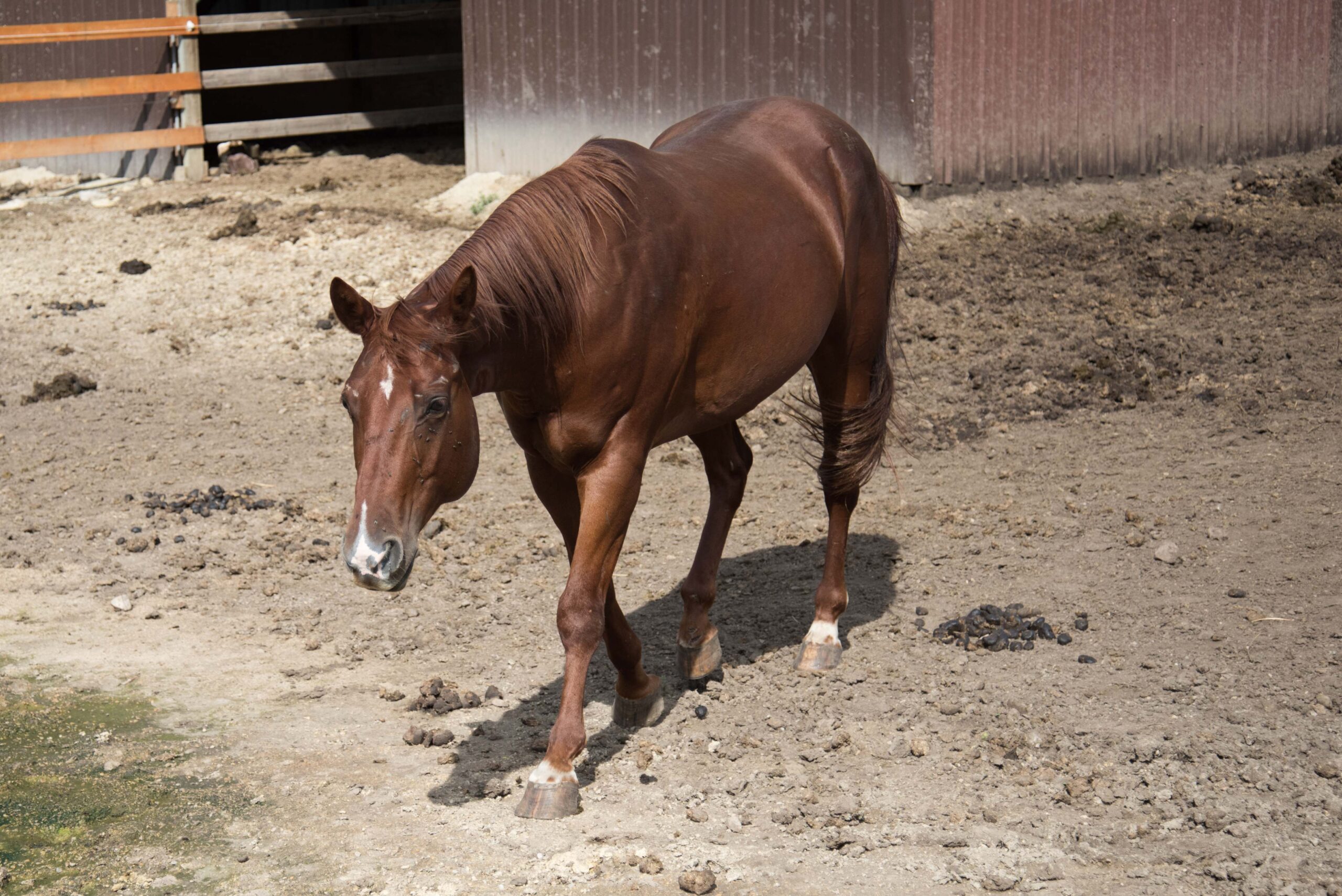 Beautiful Chestnut Horse in a Rustic Farmyard Setting artist reference photo