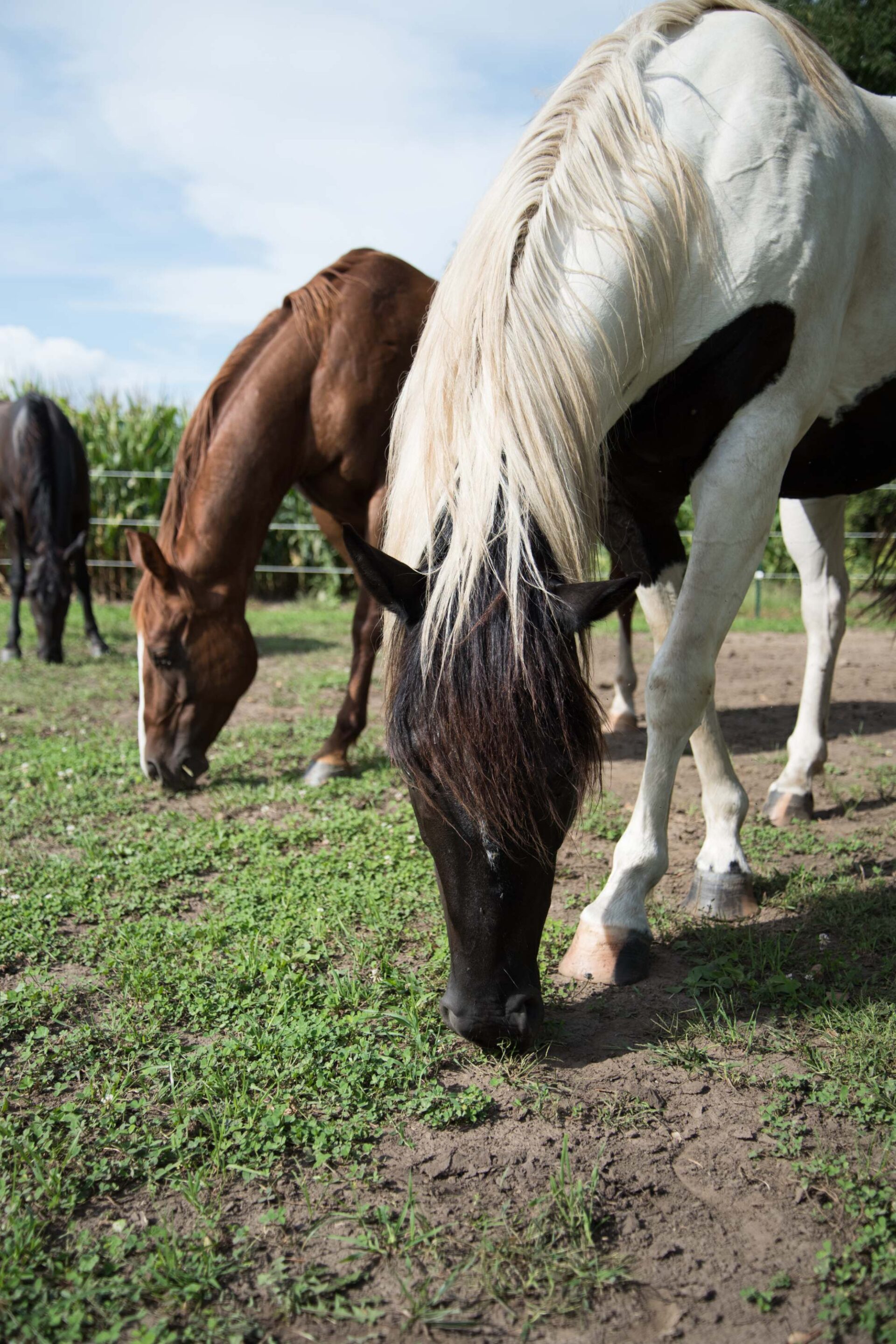 black-and-white-horse-grazing-beside-brown-horse-in-green-pasture