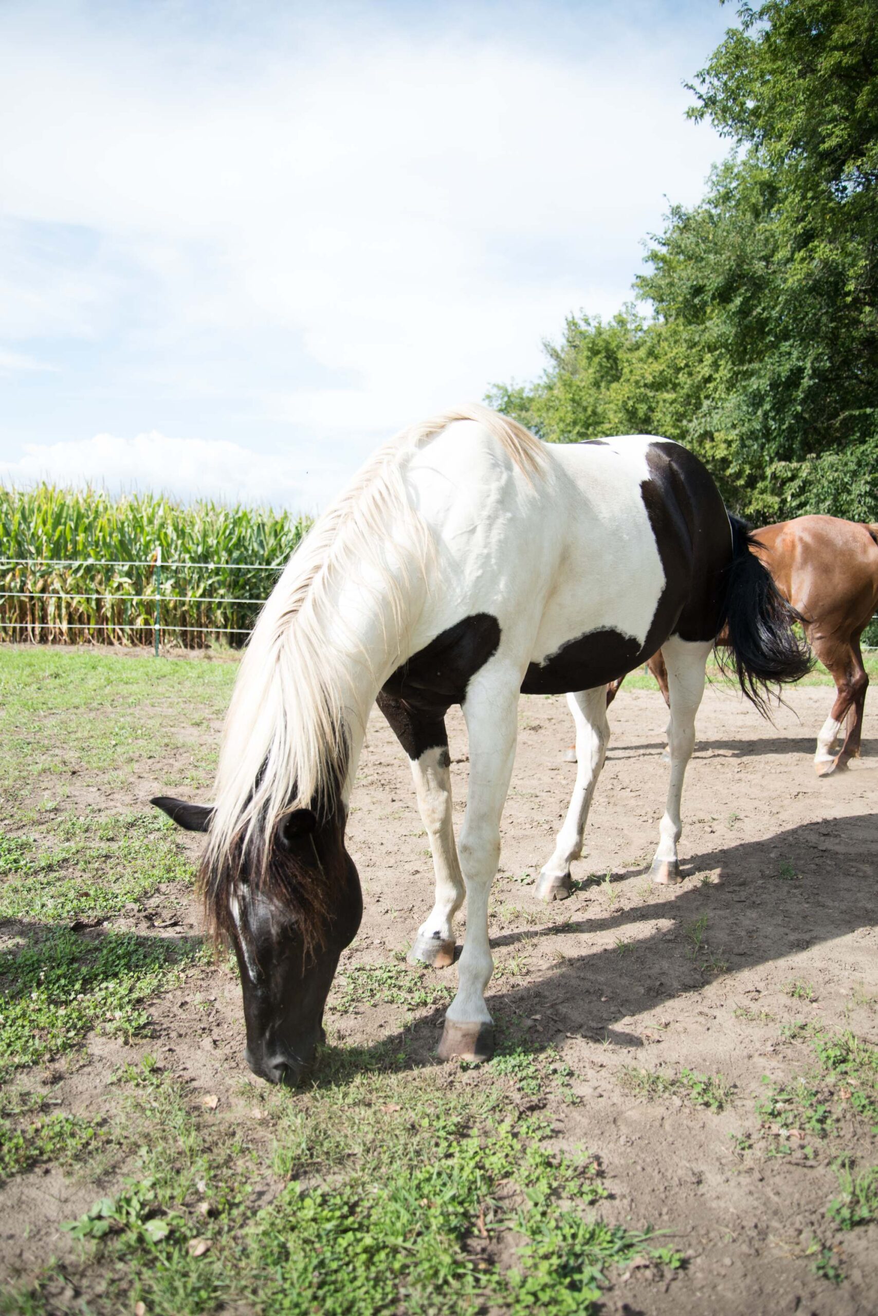 Black and White Horse Grazing Peacefully in a Scenic Pasture artist reference photo