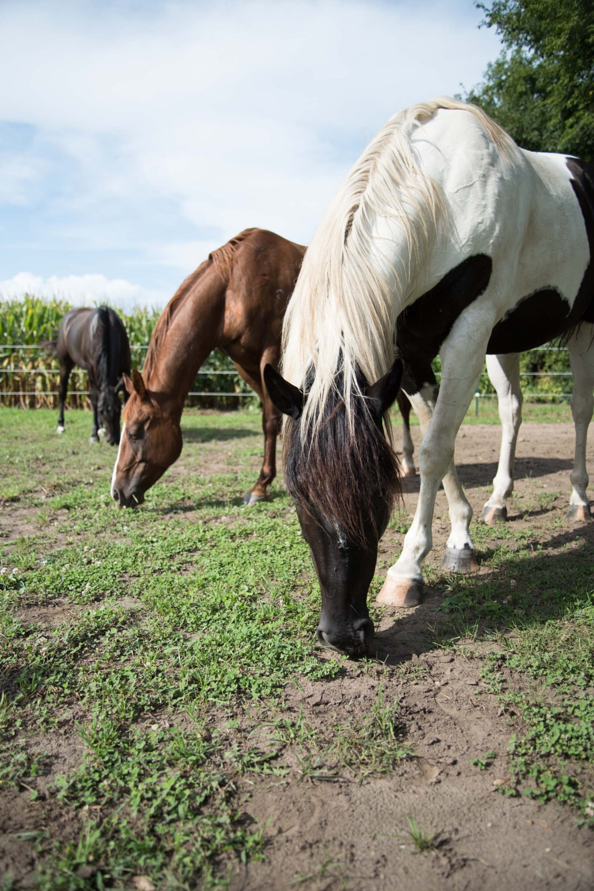 black-and-white-horse-grazing-in-foreground-with-brown-horse-grazing-beside-set-in-a-pasture-with-green-grass-and-cornfield-background