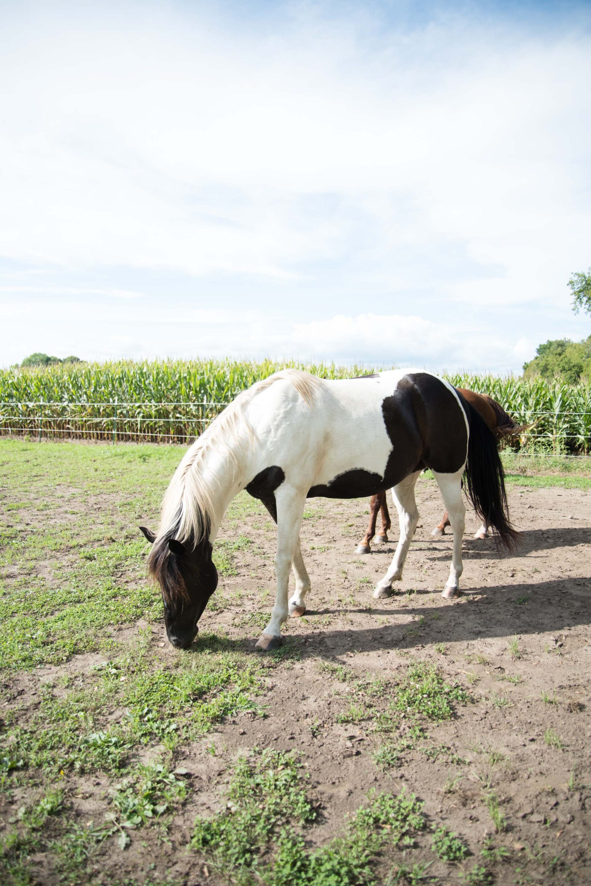 black-and-white-horse-grazing-in-a-peaceful-green-pasture