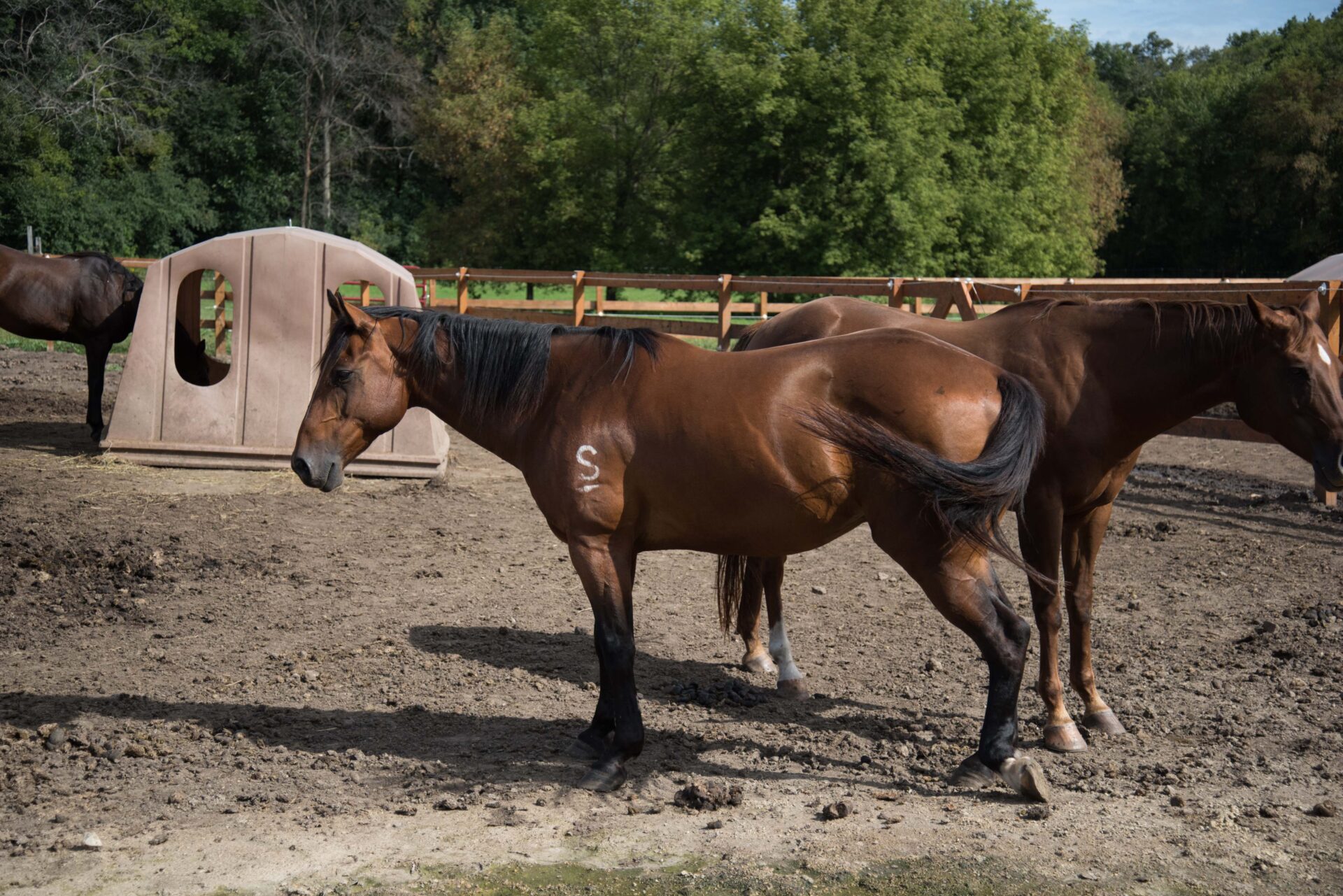 brown-horse-with-branding-relaxing-in-a-sunny-farmyard