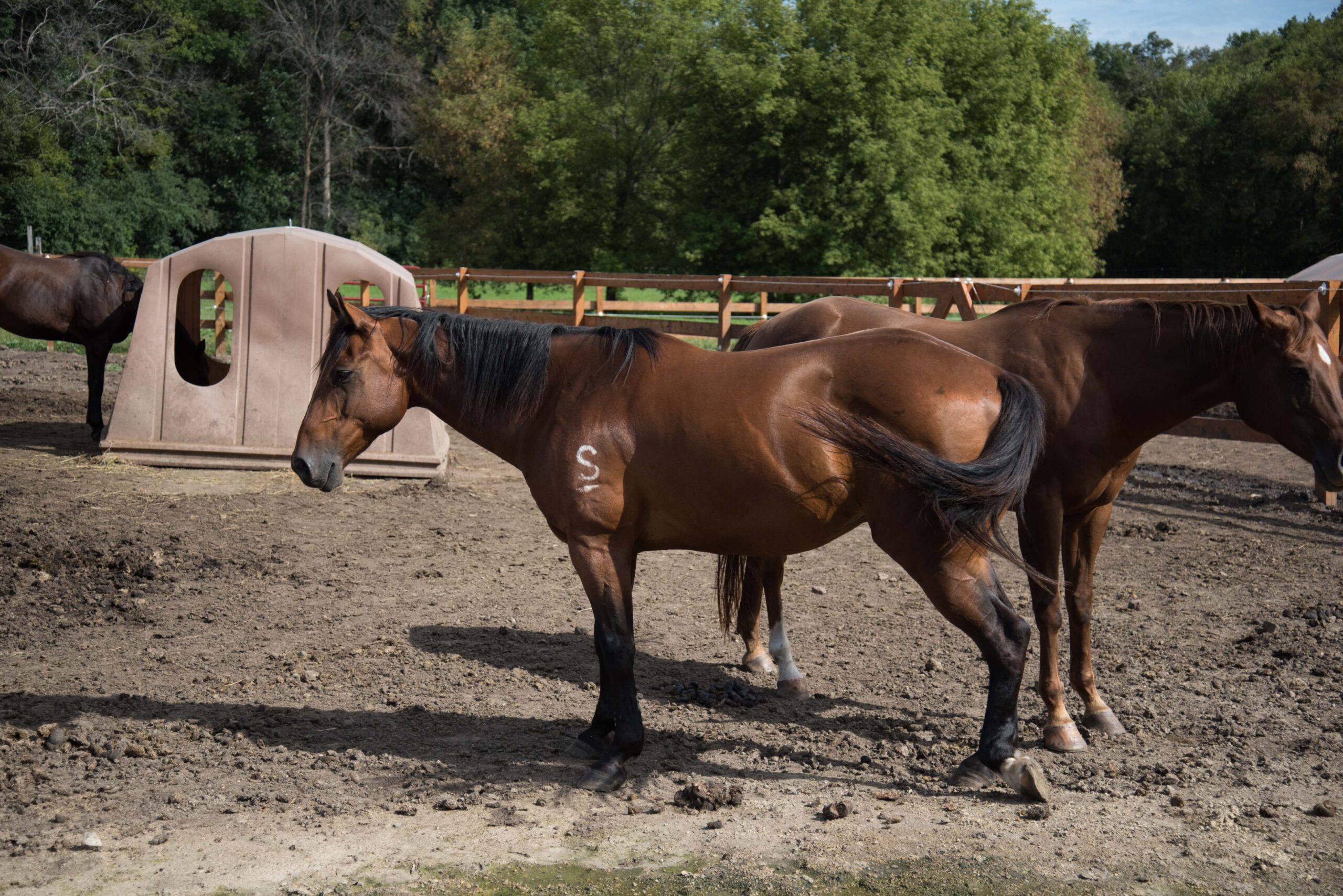 Brown Horse with Branding Relaxing in a Sunny Farmyard artist reference photo