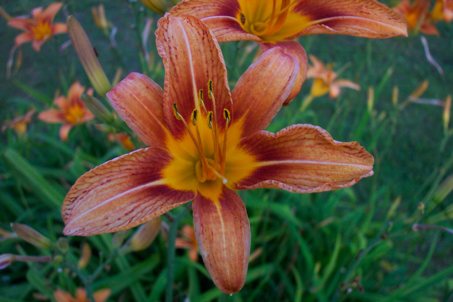 coral-day-lily-in-garden-detailed-macro-with-yellow-center