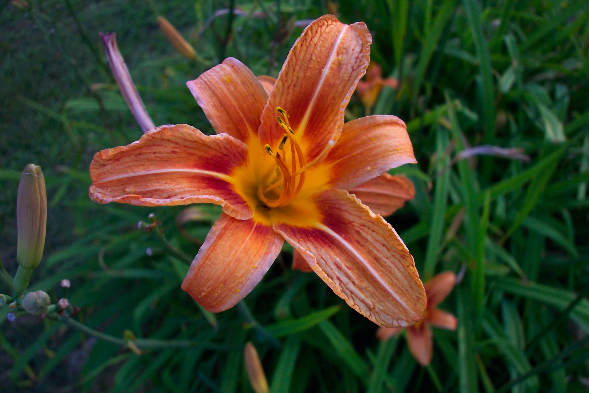 coral-orange-daylily-single-bloom-with-golden-throat