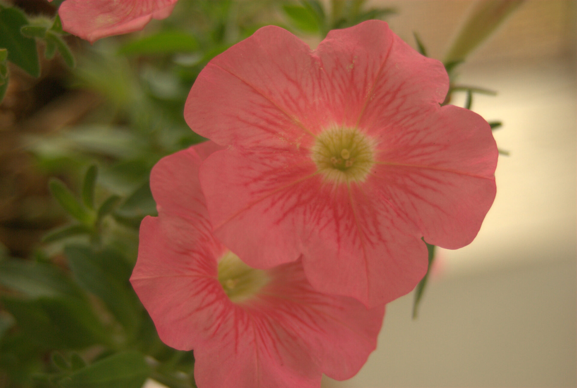 coral-pink-petunia-flowers-close-up-garden-photography-with-veined-petals