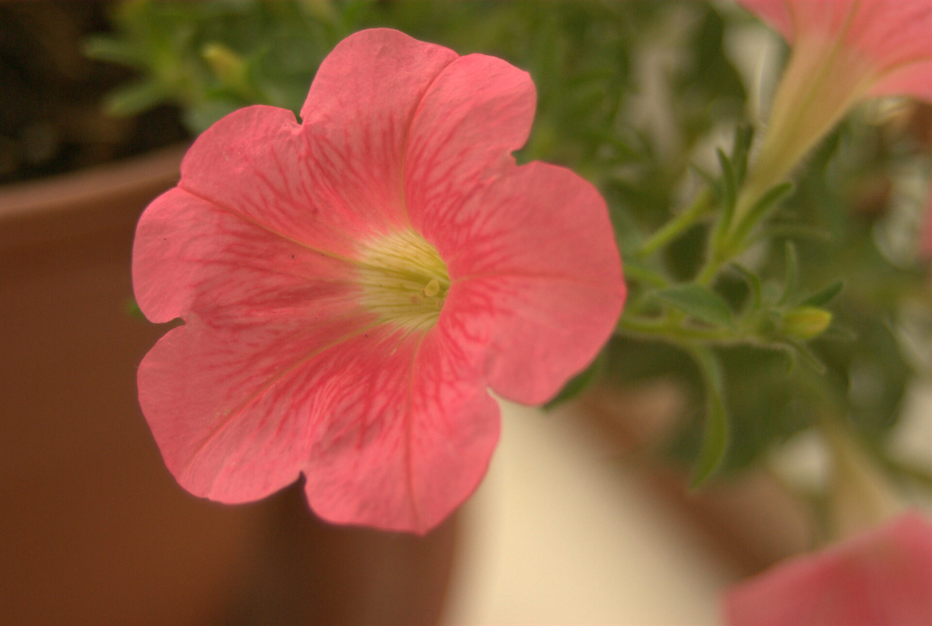 coral-pink-petunia-macro-trumpet-flower-with-yellow-throat-soft-focus-garden-photography