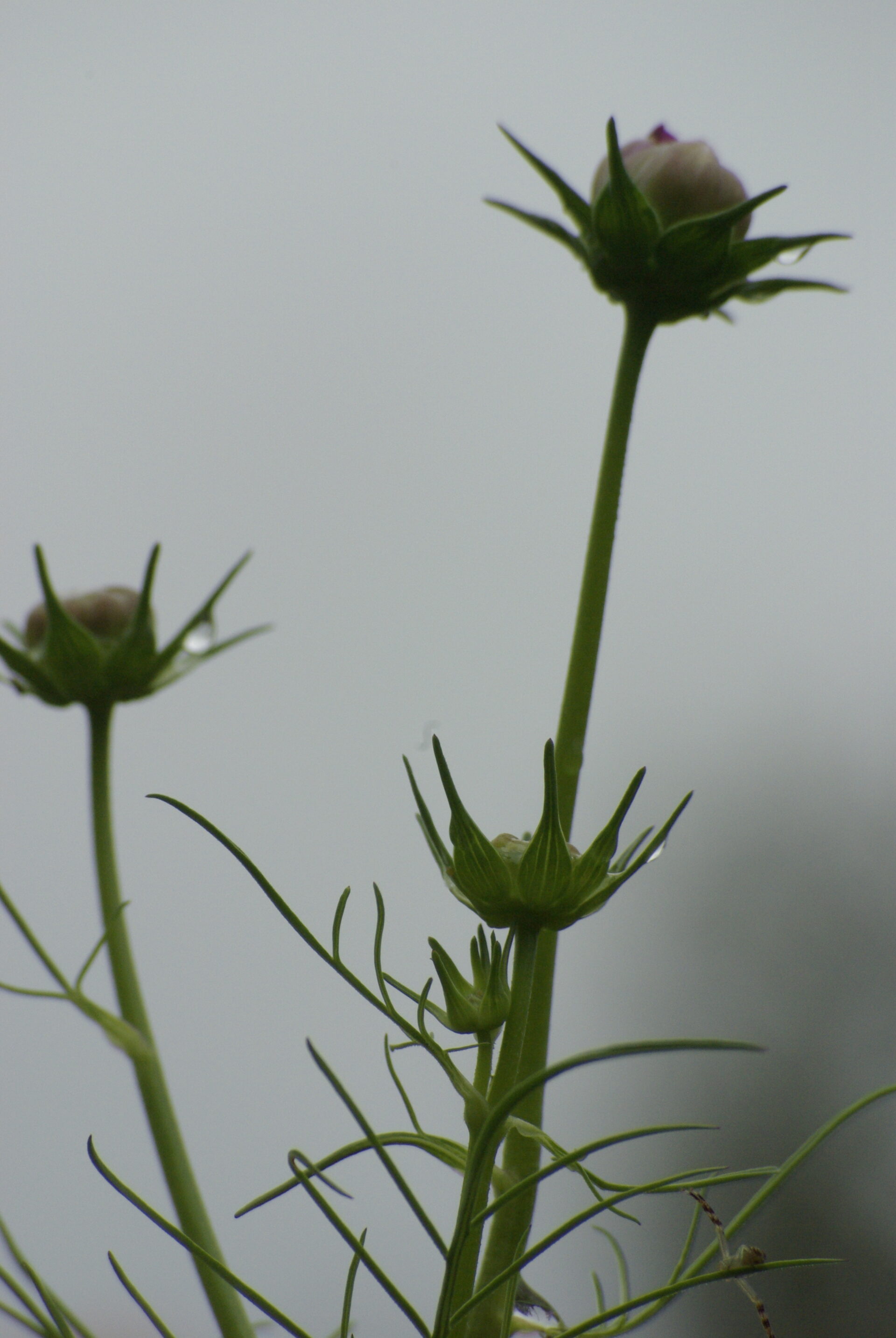 cosmos-flower-buds-and-stems-minimalist-garden-photography-against-grey-sky