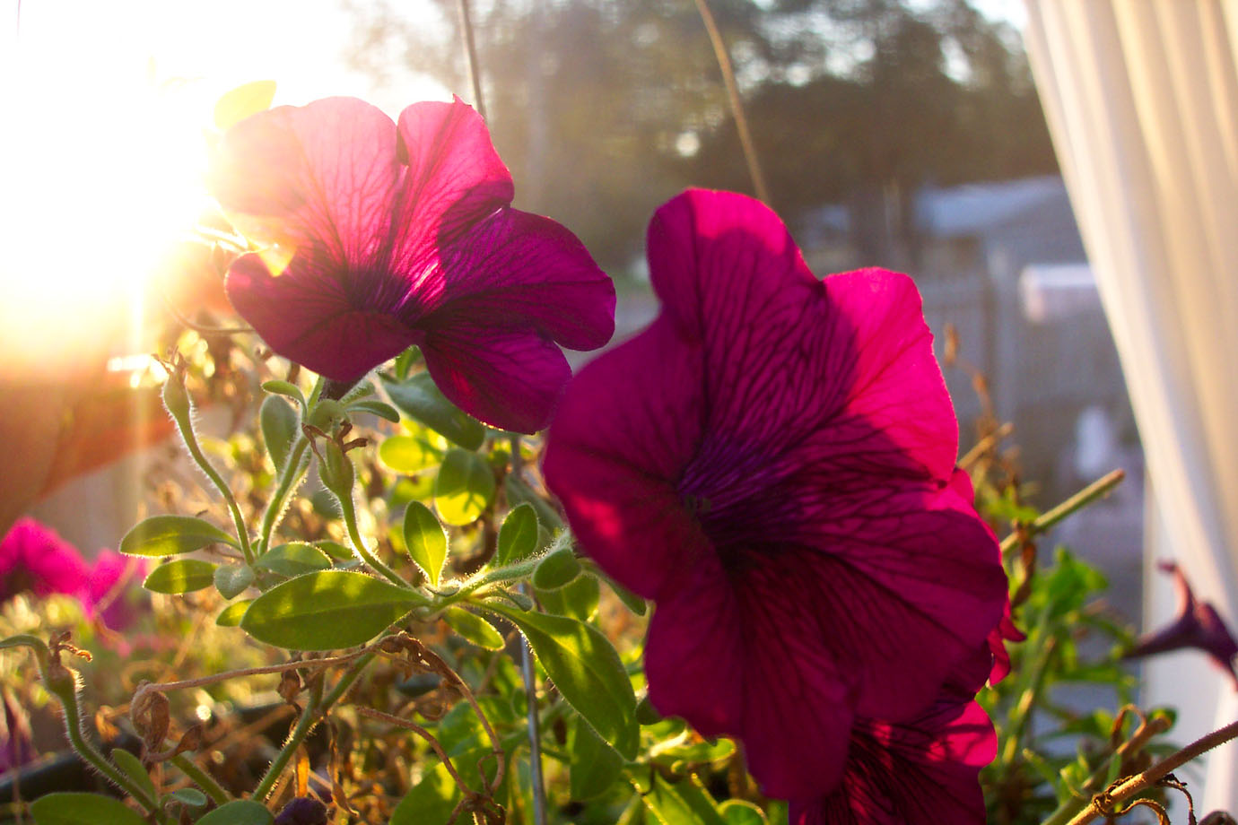 deep-pink-petunias-at-sunset-backlit-garden-bloom