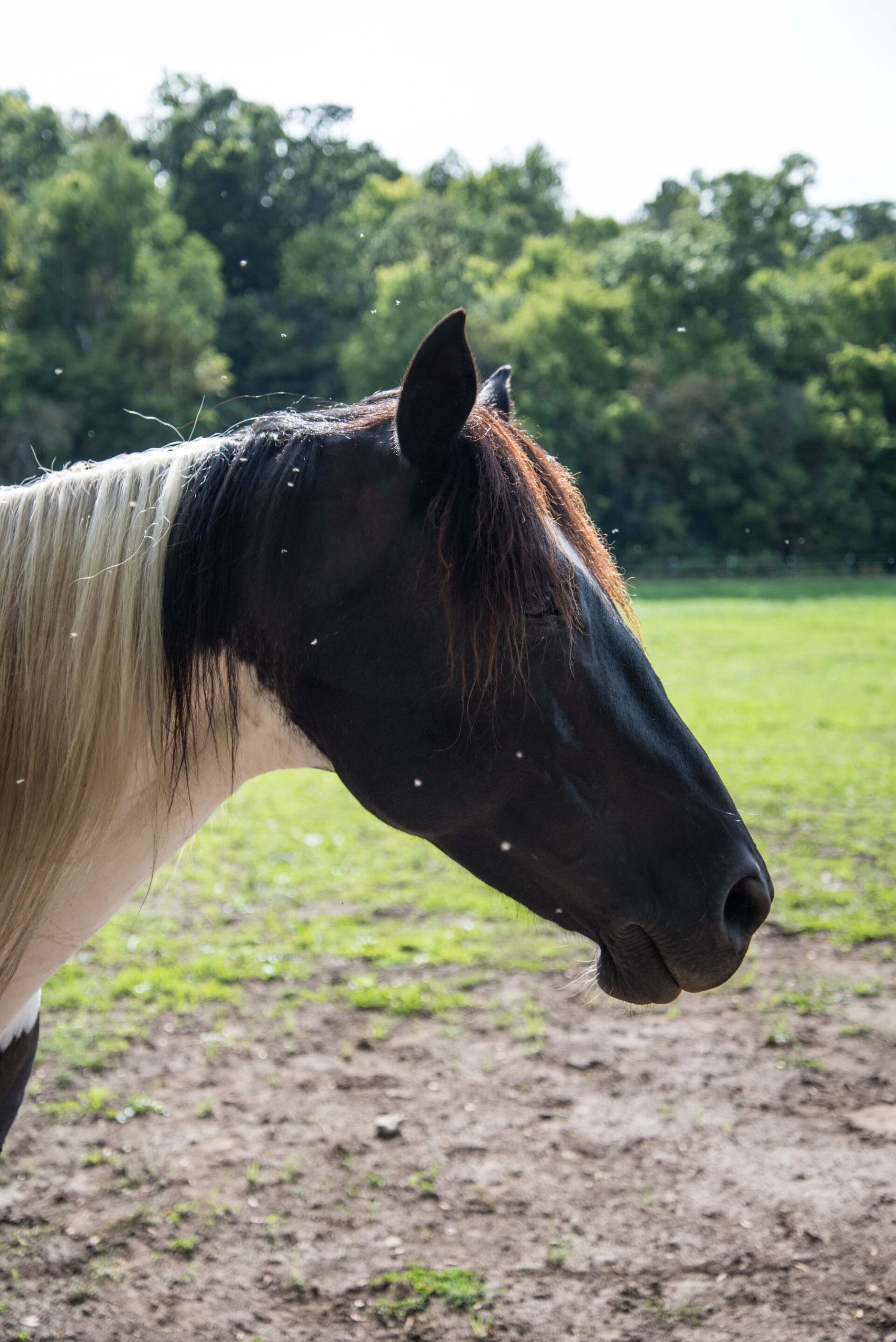 elegant-profile-of-a-black-and-white-horse-in-a-tranquil-pasture