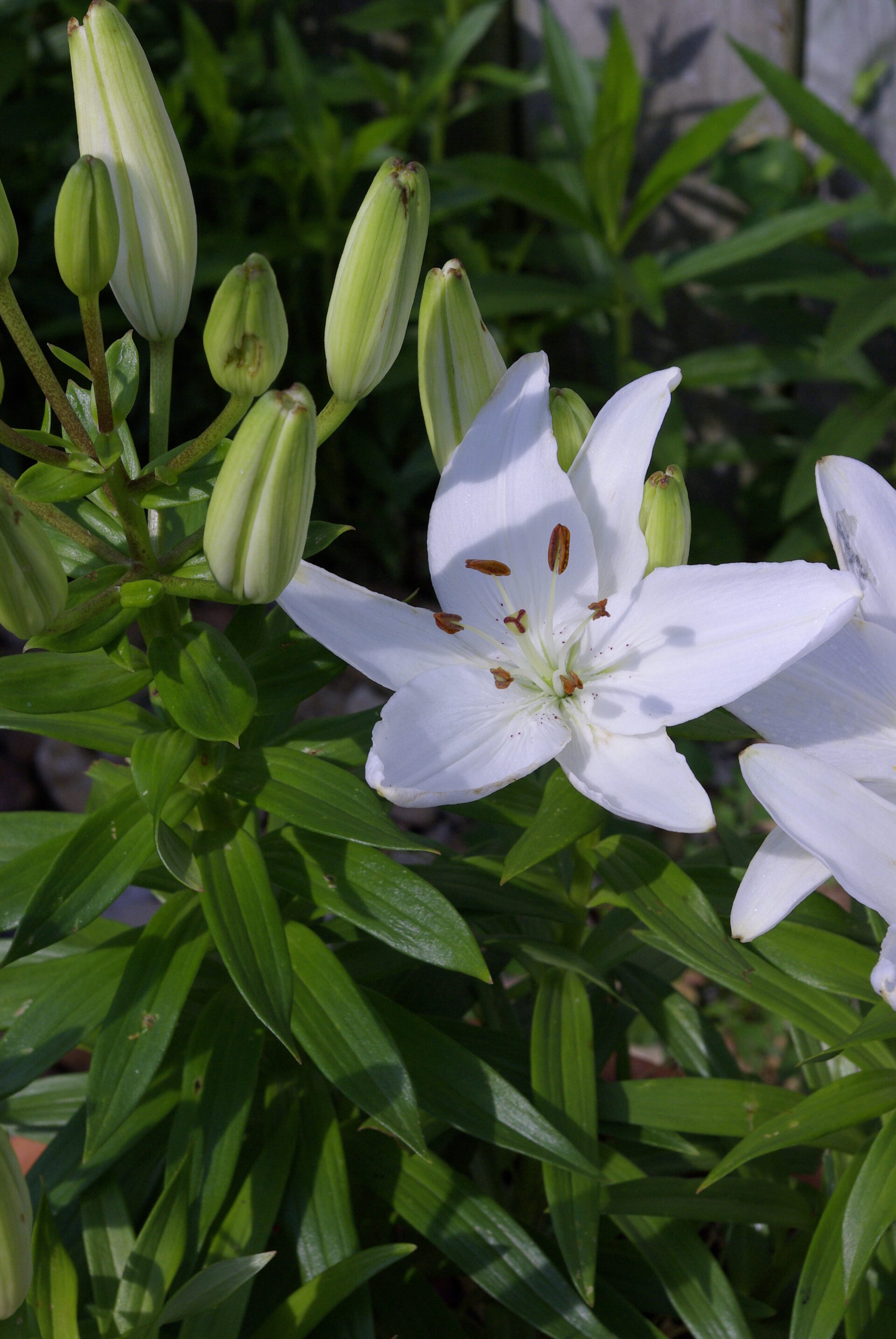 elegant-white-lily-in-bloom