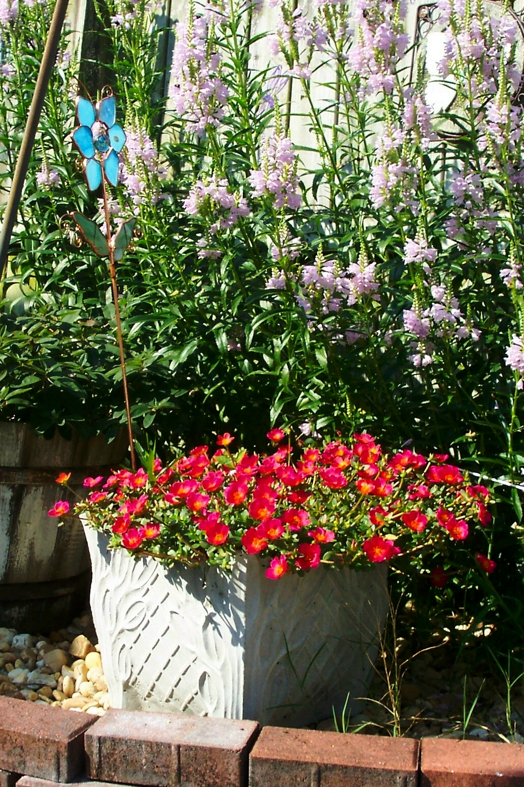 garden-planter-red-purslane-purple-physostegia-and-blue-butterfly-stake