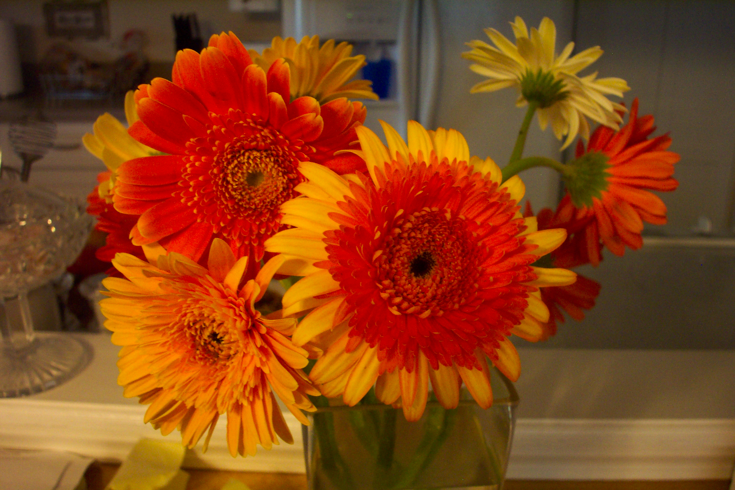 Gerbera Daisies in Warm Sunset Colors – Glass Vase Still Life artist reference photo