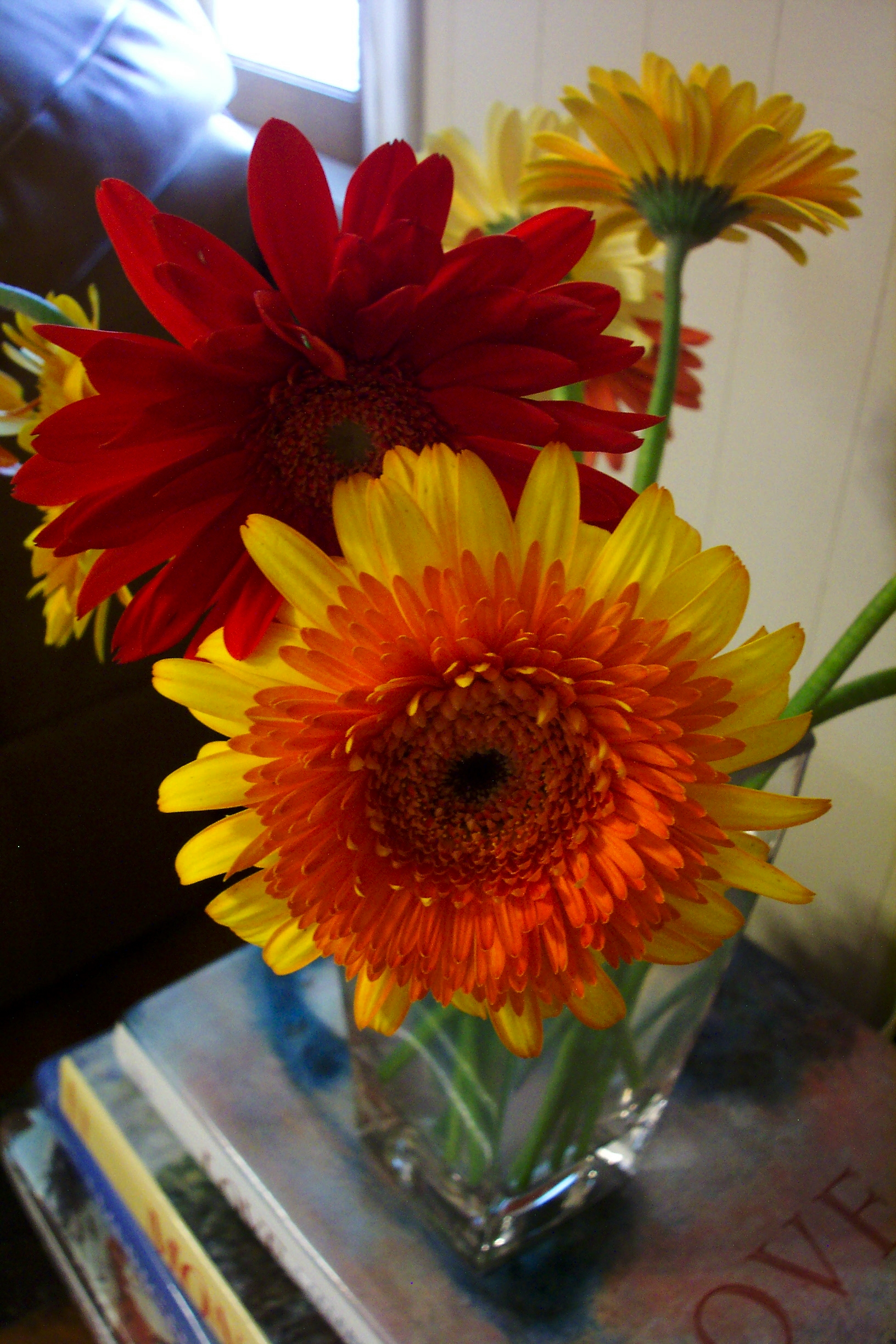 gerbera-daisy-color-contrast-deep-red-and-bi-color-orange-yellow-blooms